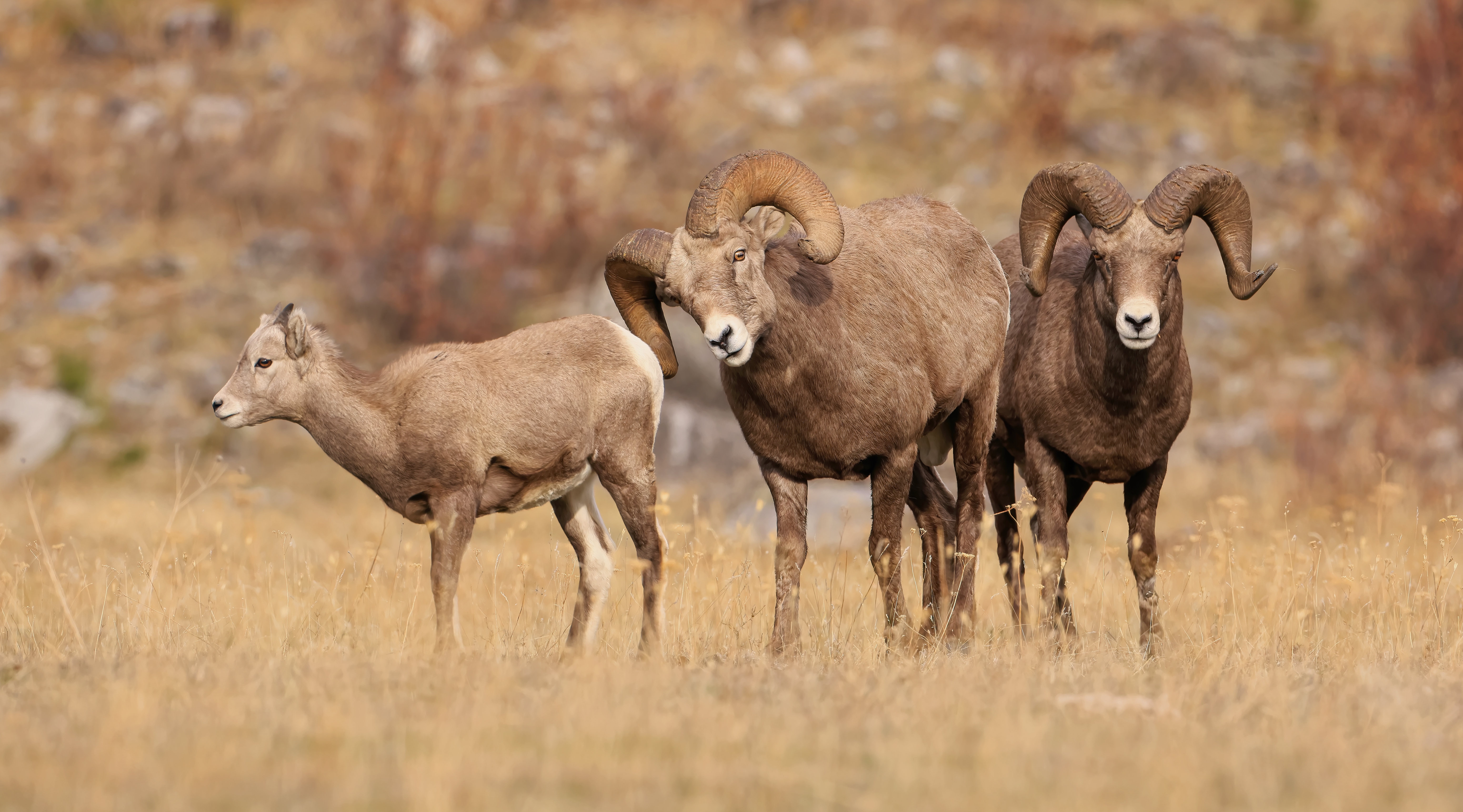 Bighorn Sheep in a Field HD Wallpaper