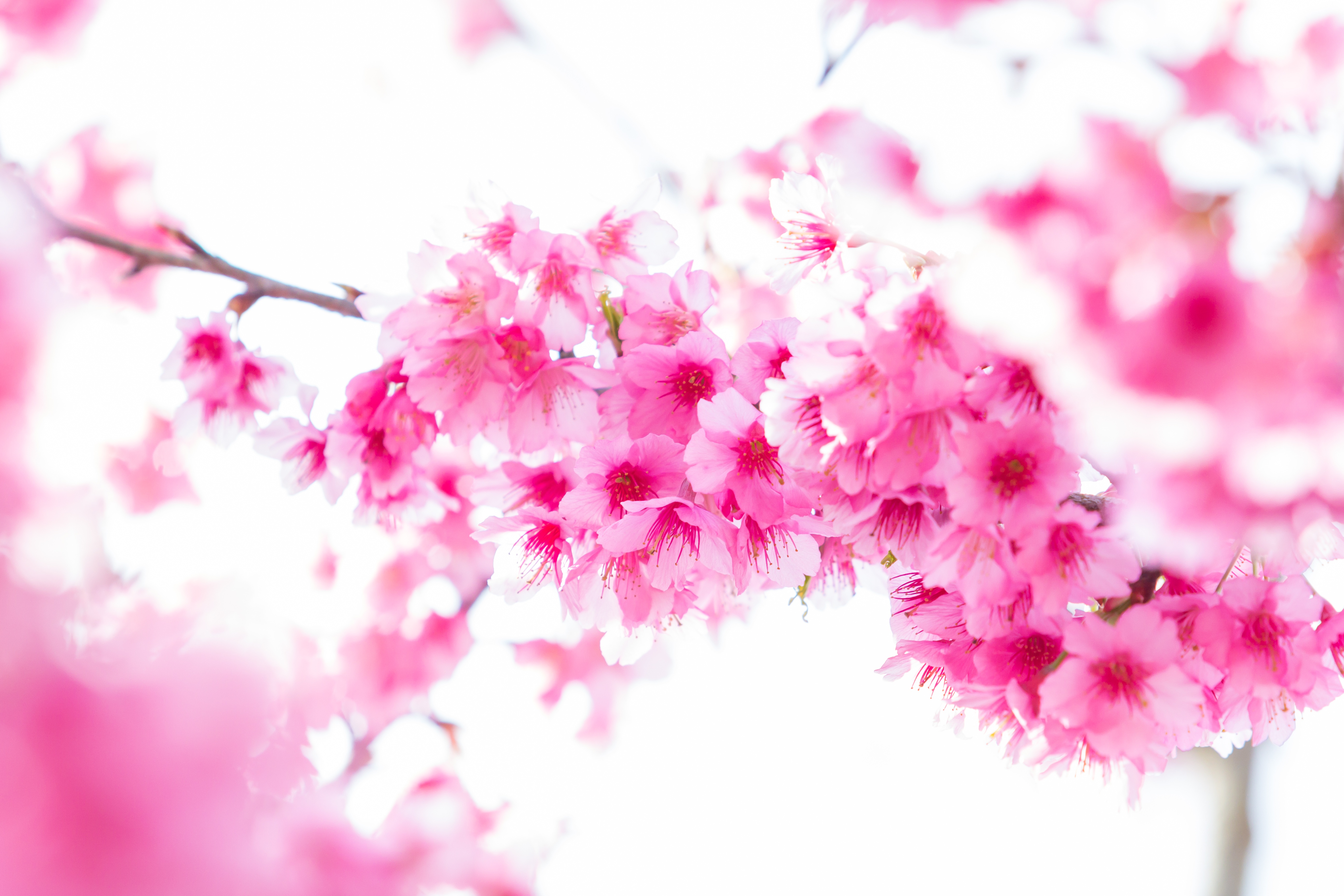 Pink Sakura Cherry Blossoms on a Branch HD Wallpaper
