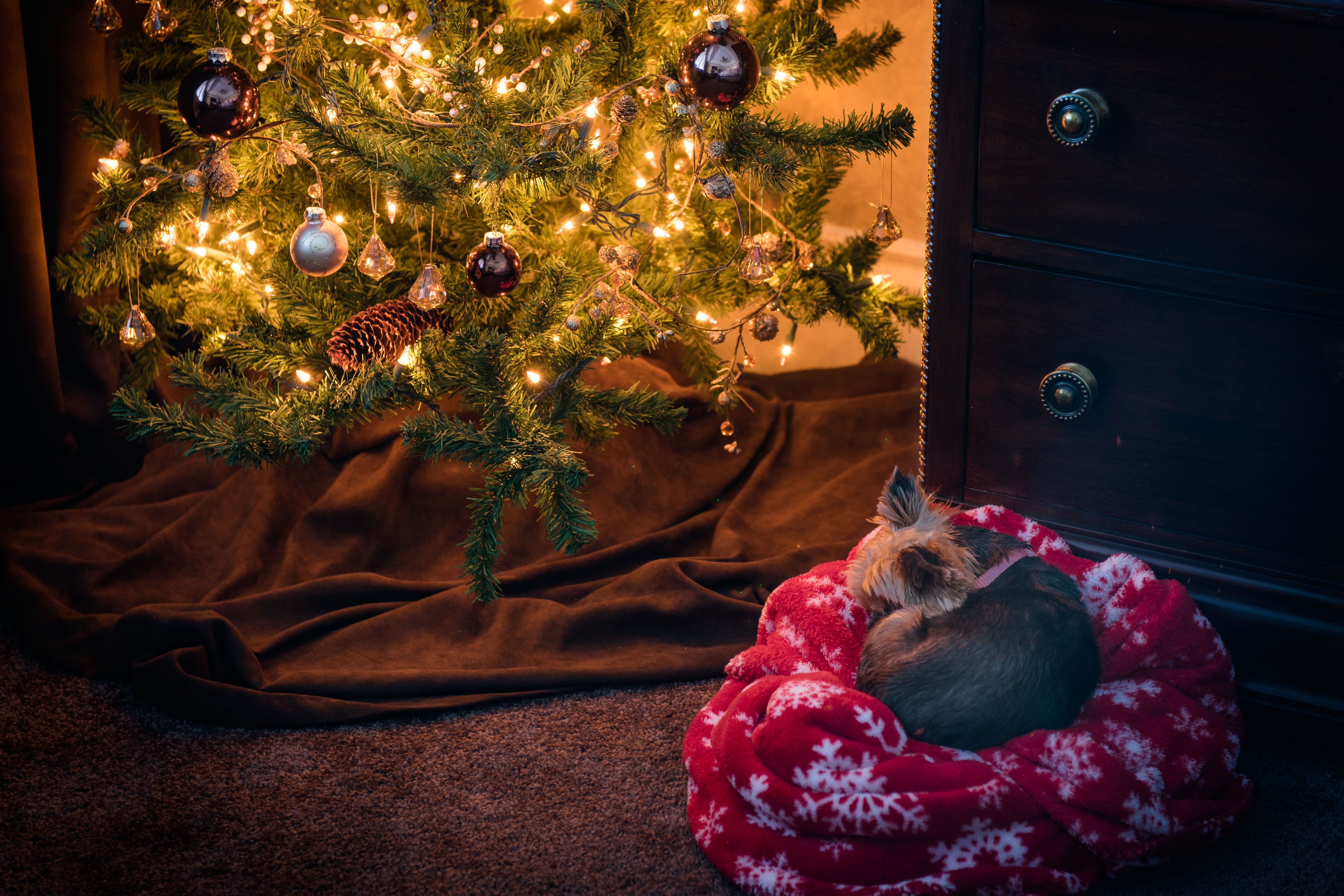 Yorkshire Terrier Sleeping by Christmas Tree HD Wallpaper