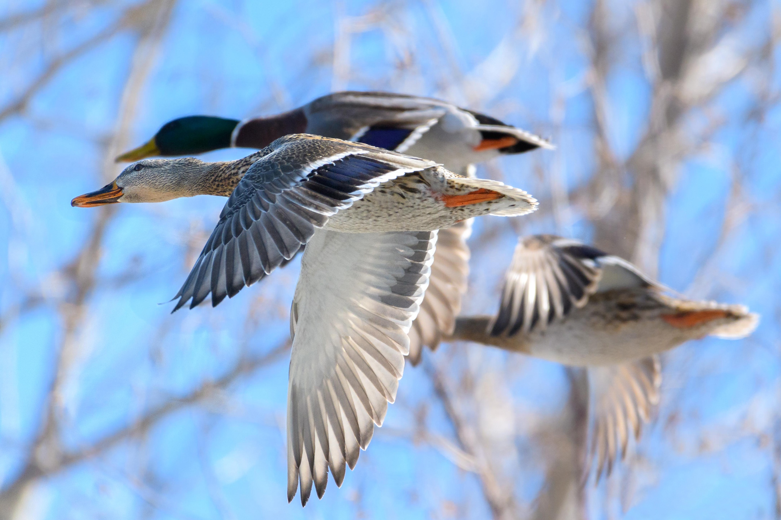 Three ducks flying in the sky HD Wallpaper