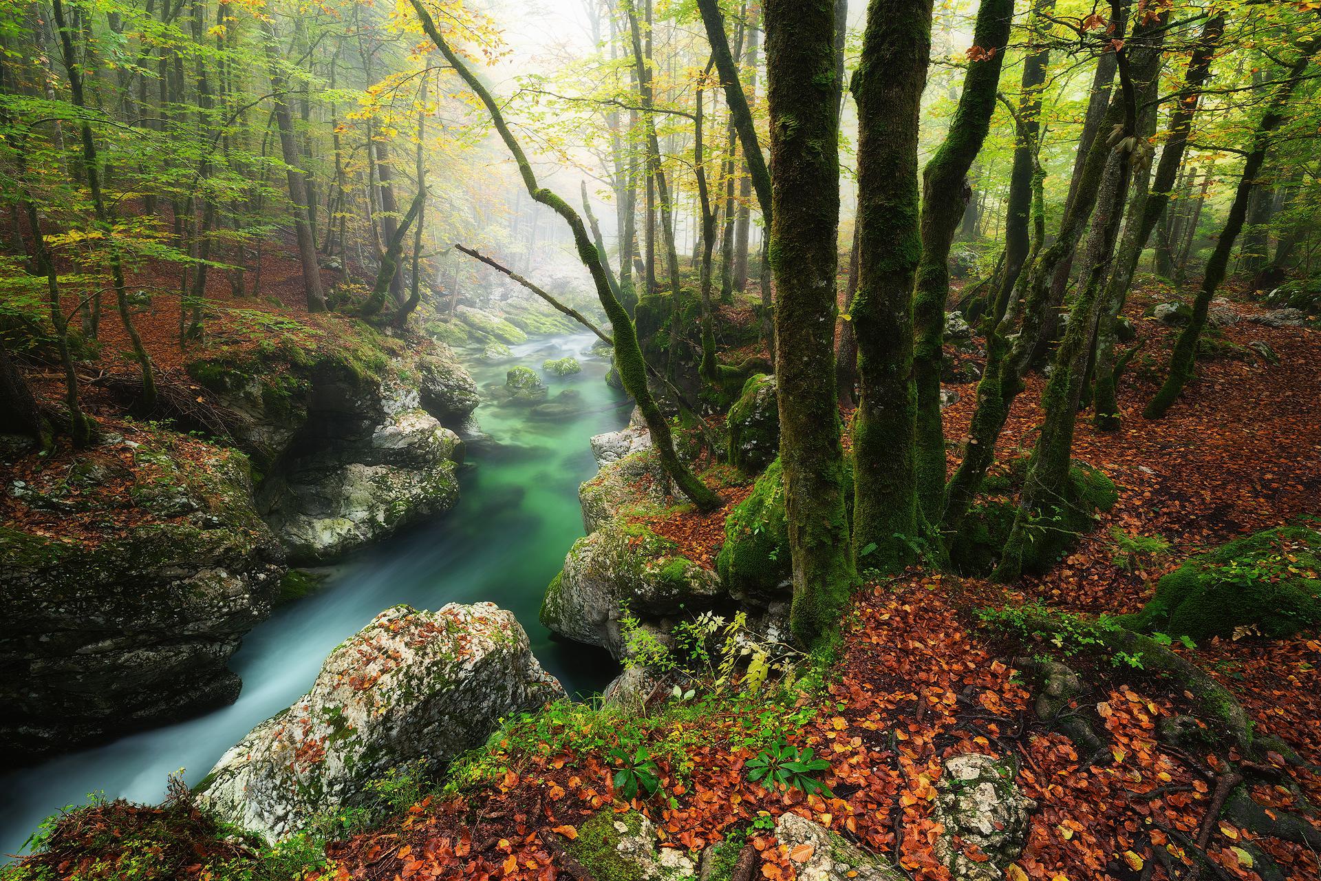 Misty forest stream with mossy trees and fallen leaves HD Wallpaper