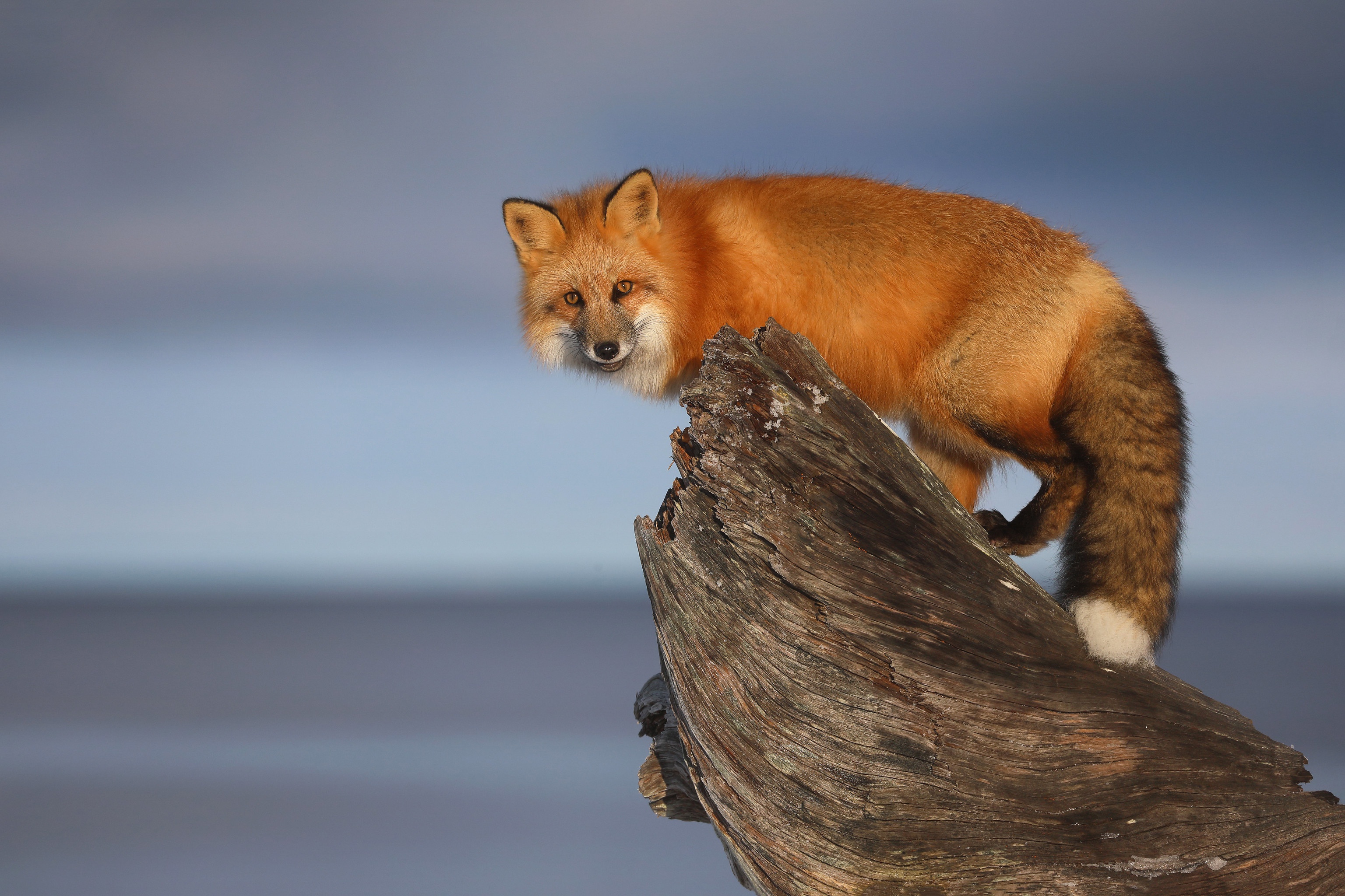 Red Fox on a log in winter HD Wallpaper