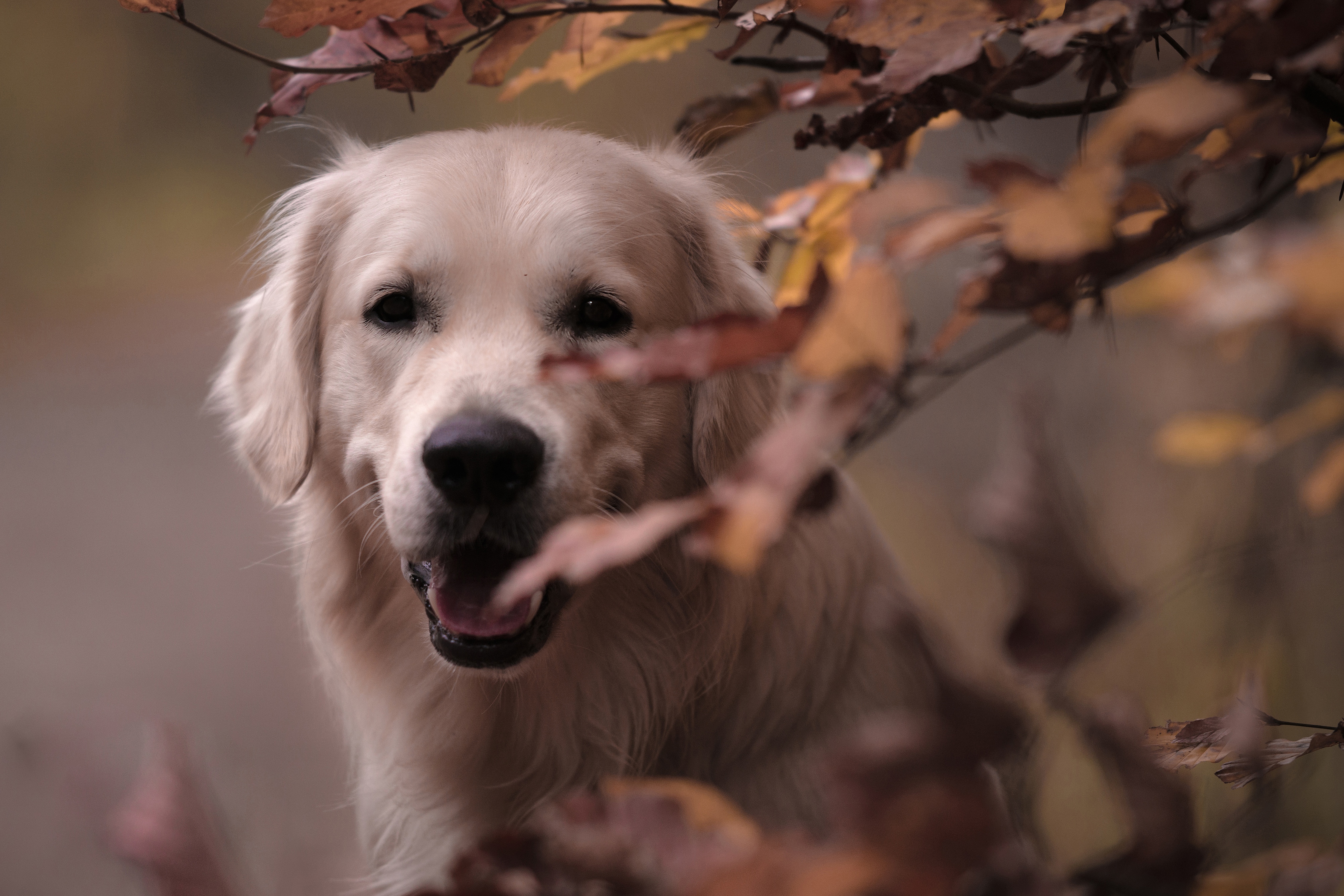Golden Retriever dog in autumn leaves HD Wallpaper