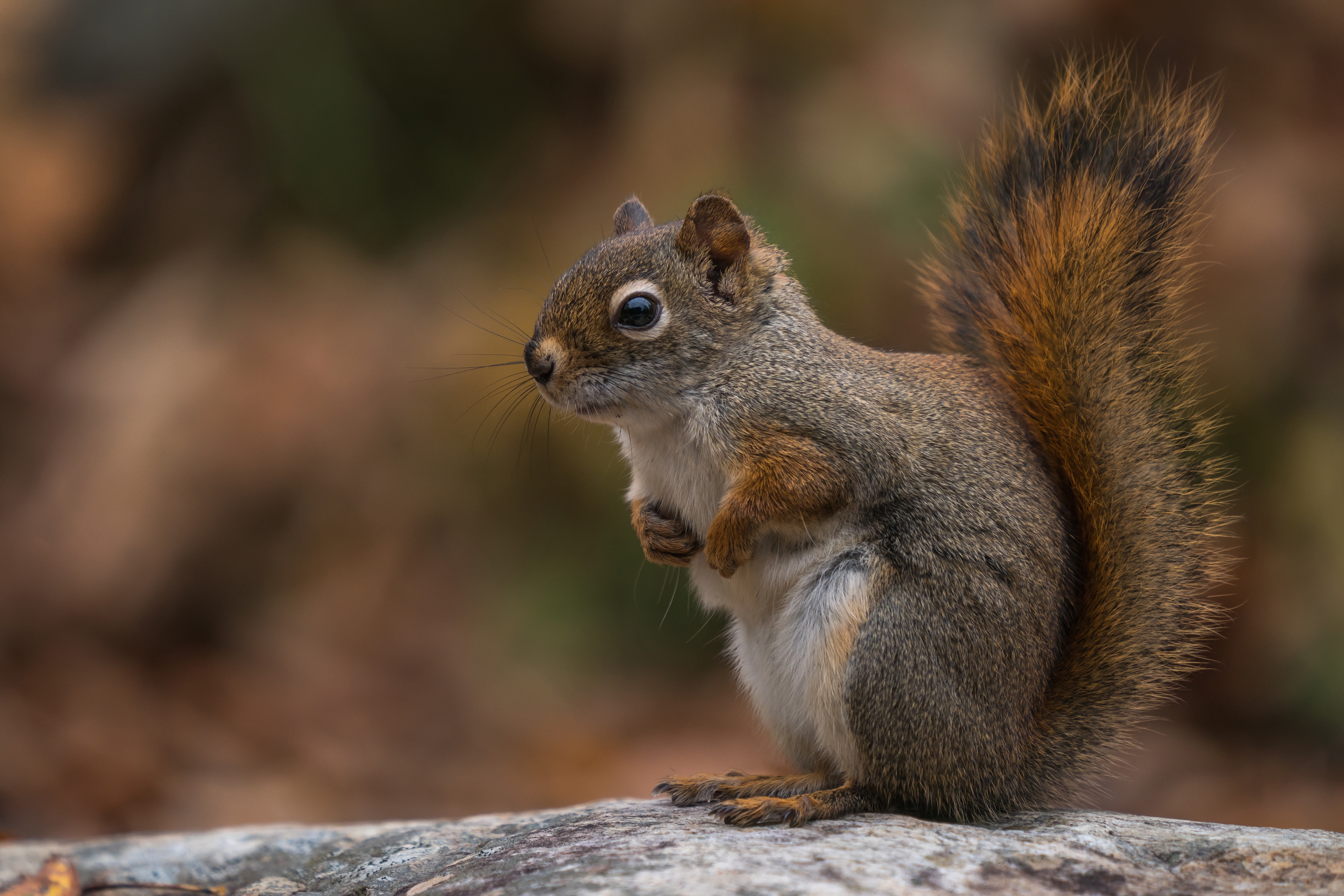 Red Squirrel on a log HD Wallpaper
