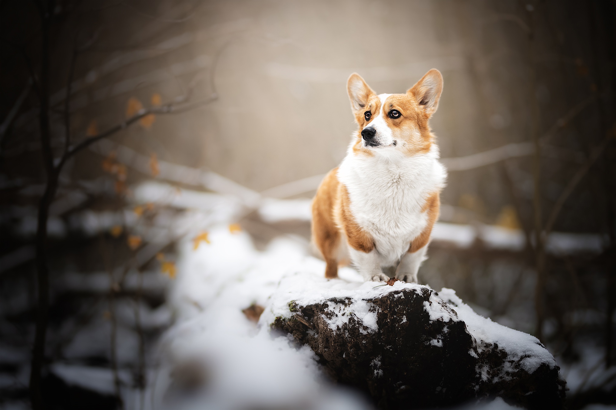 Pembroke Welsh Corgi dog in a snowy forest HD Wallpaper