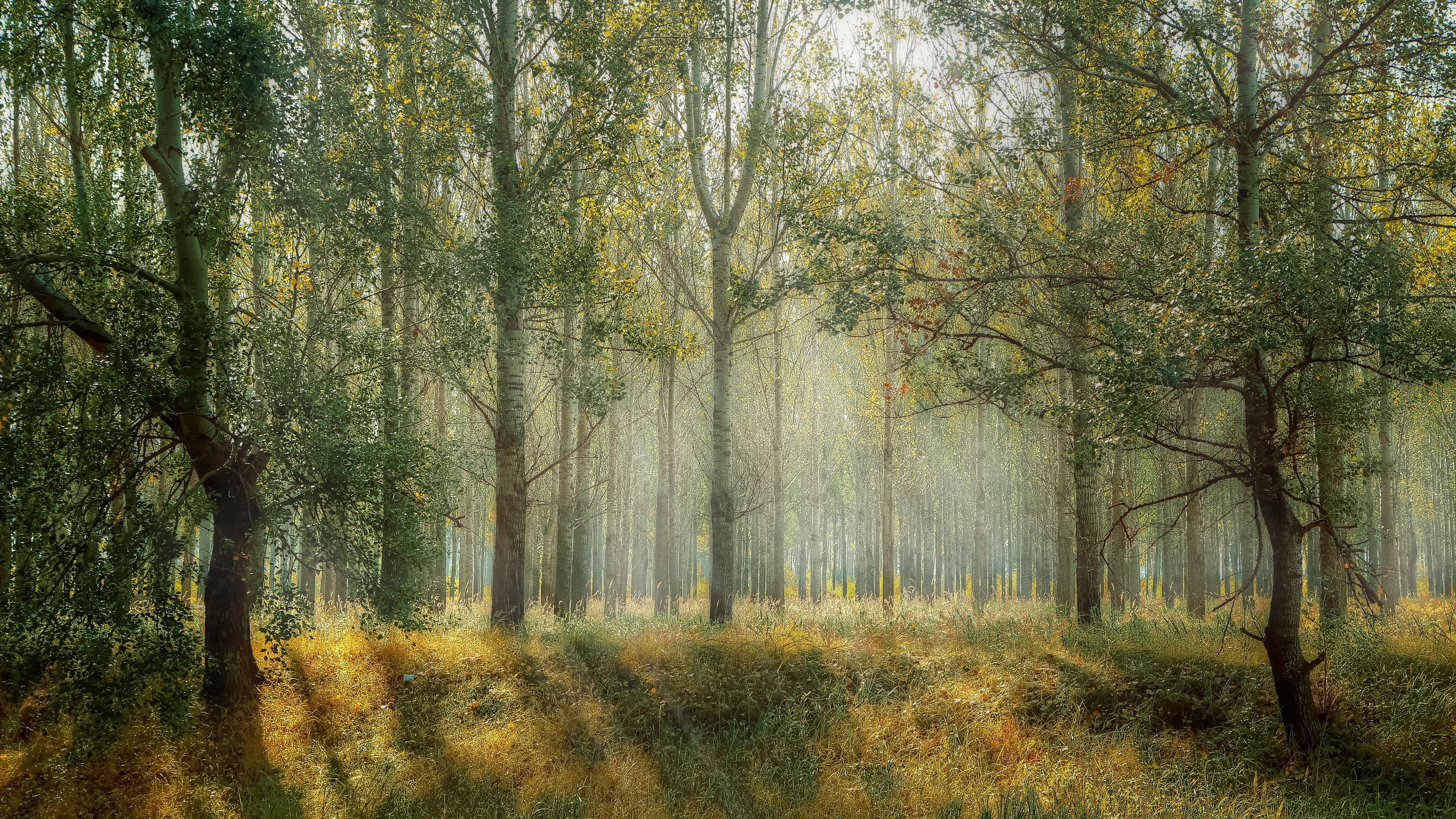 Sunlight filtering through a forest with tall trees HD Wallpaper