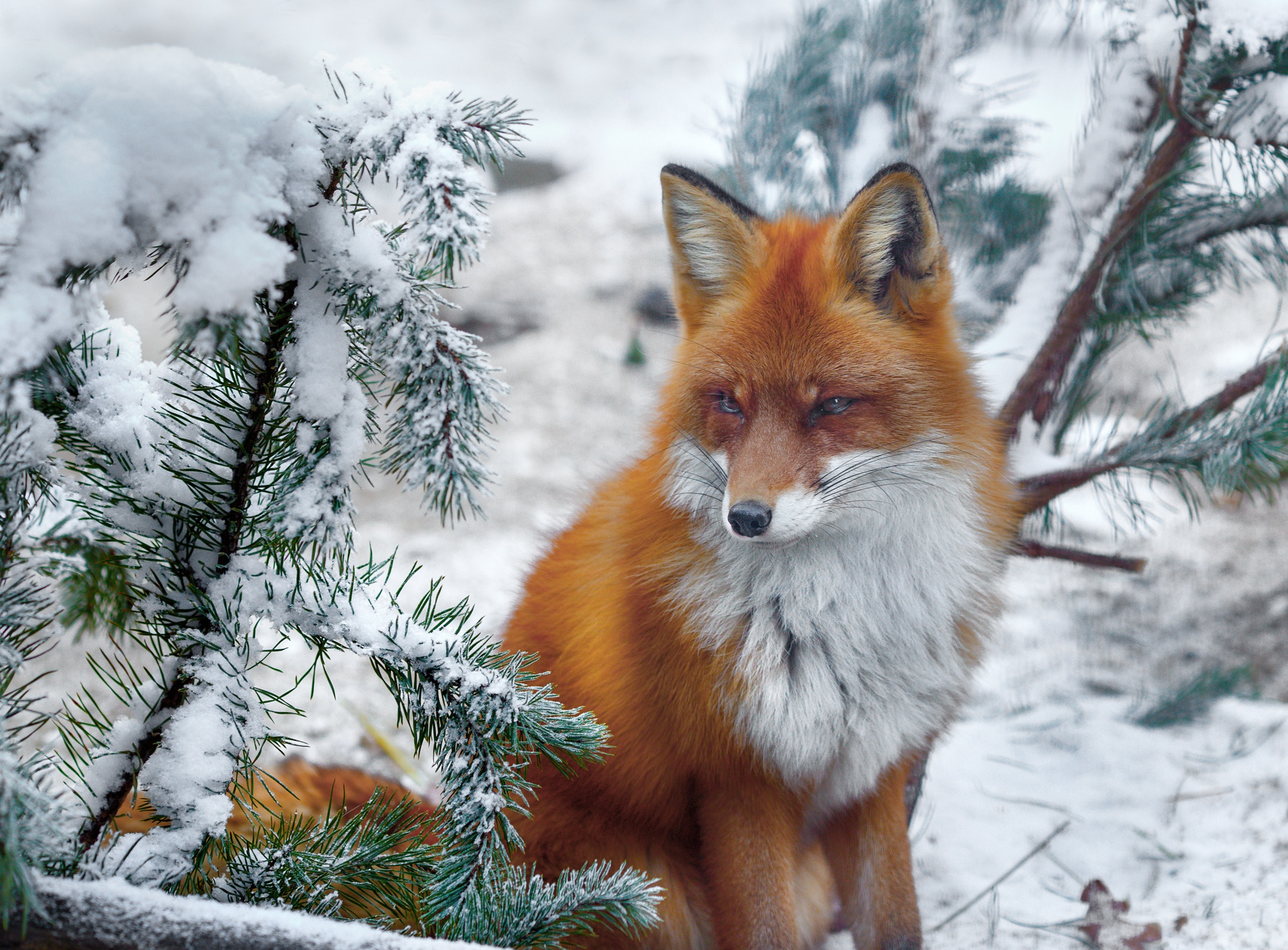 Red fox sitting in the snow near pine branches HD Wallpaper