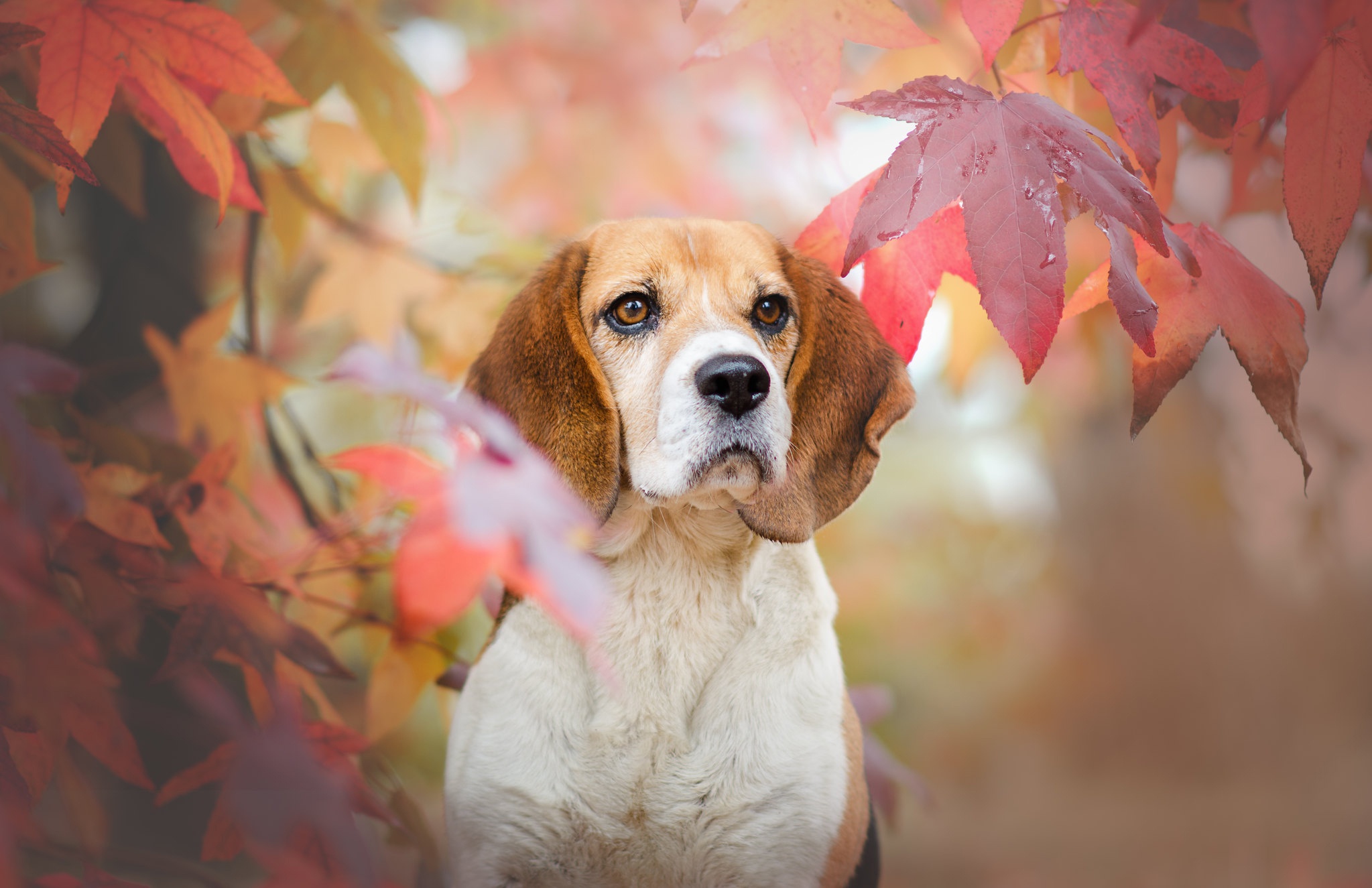 Beagle dog among autumn leaves HD Wallpaper
