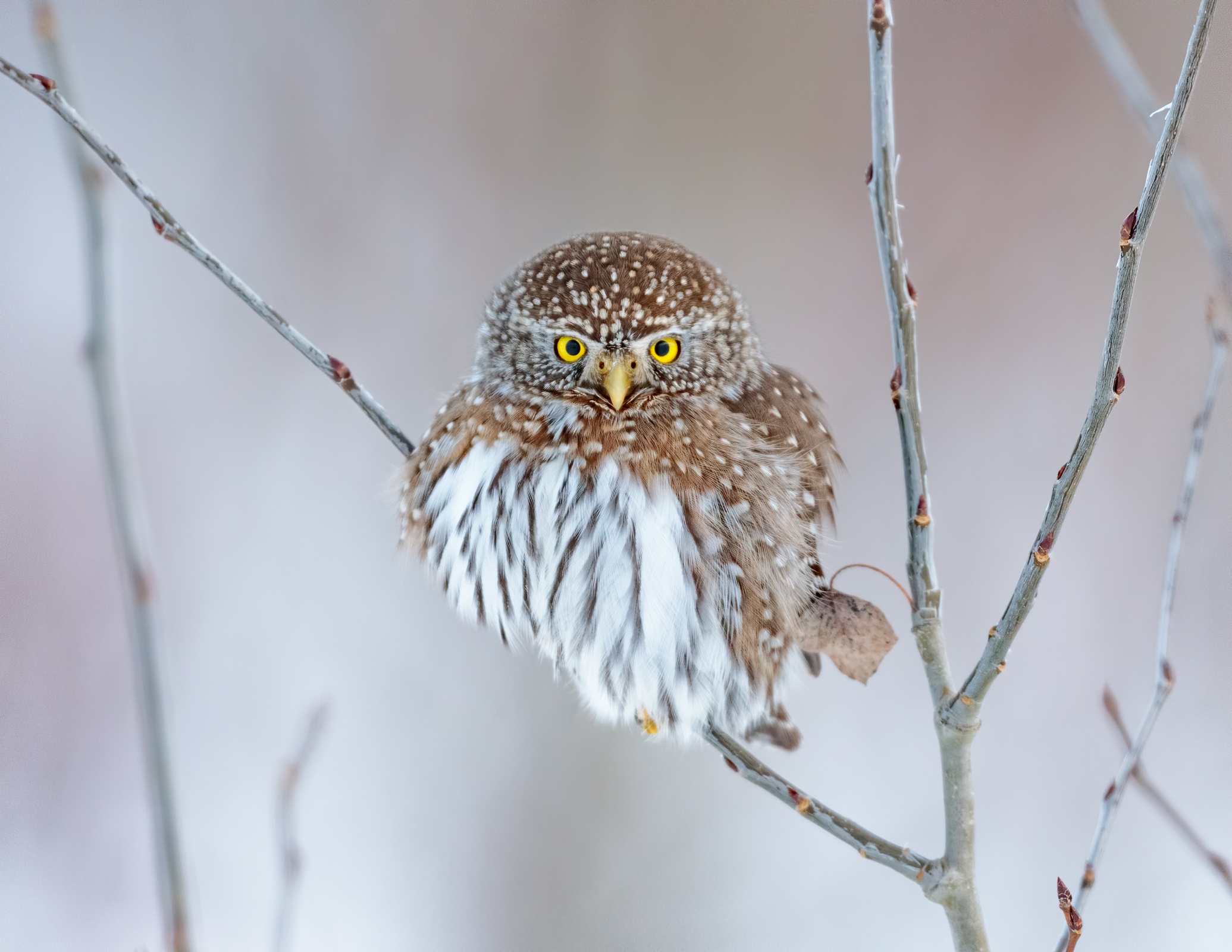 Pygmy owl perched on a branch in winter HD Wallpaper
