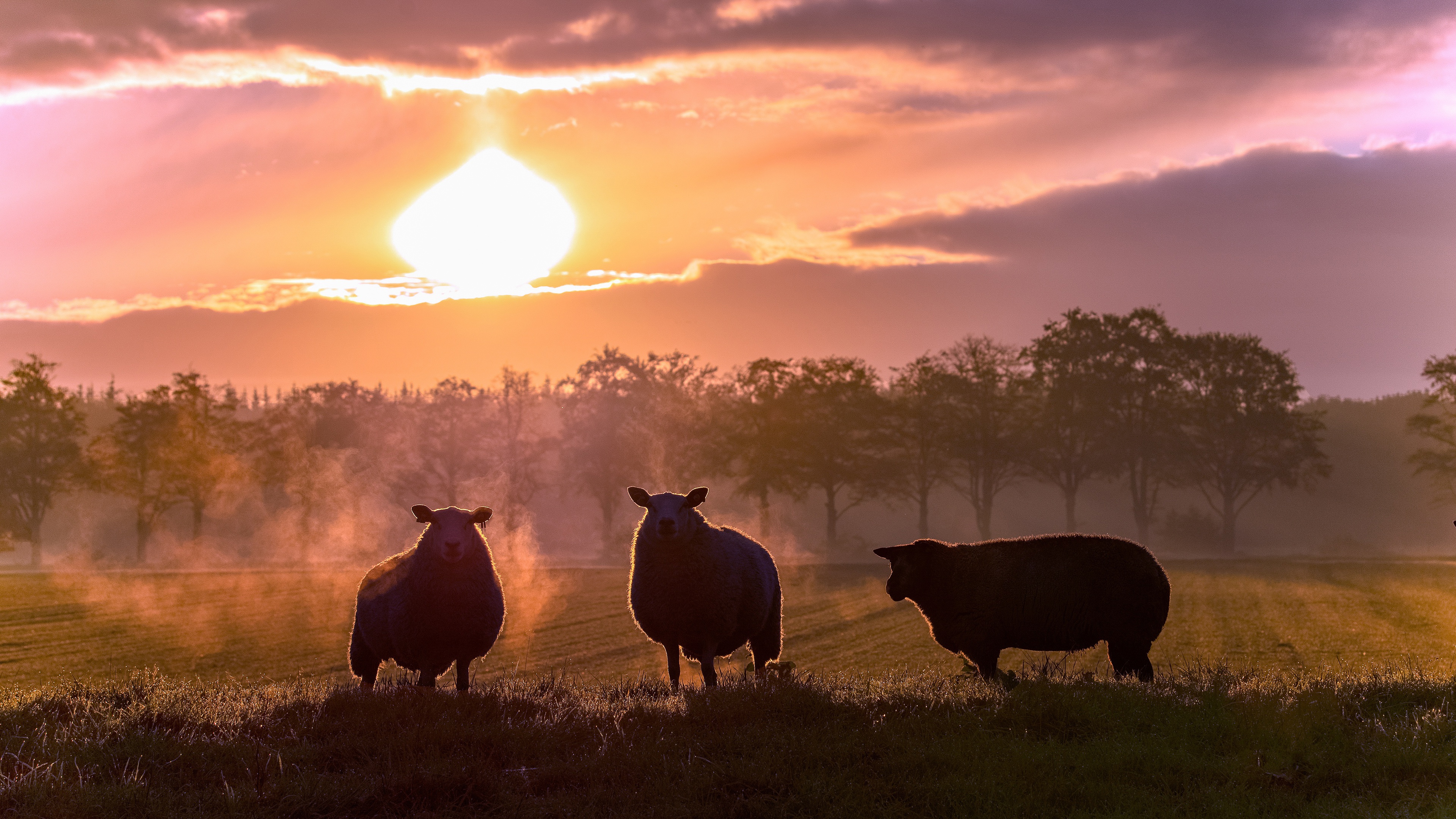Sheep in a field at sunset HD Wallpaper