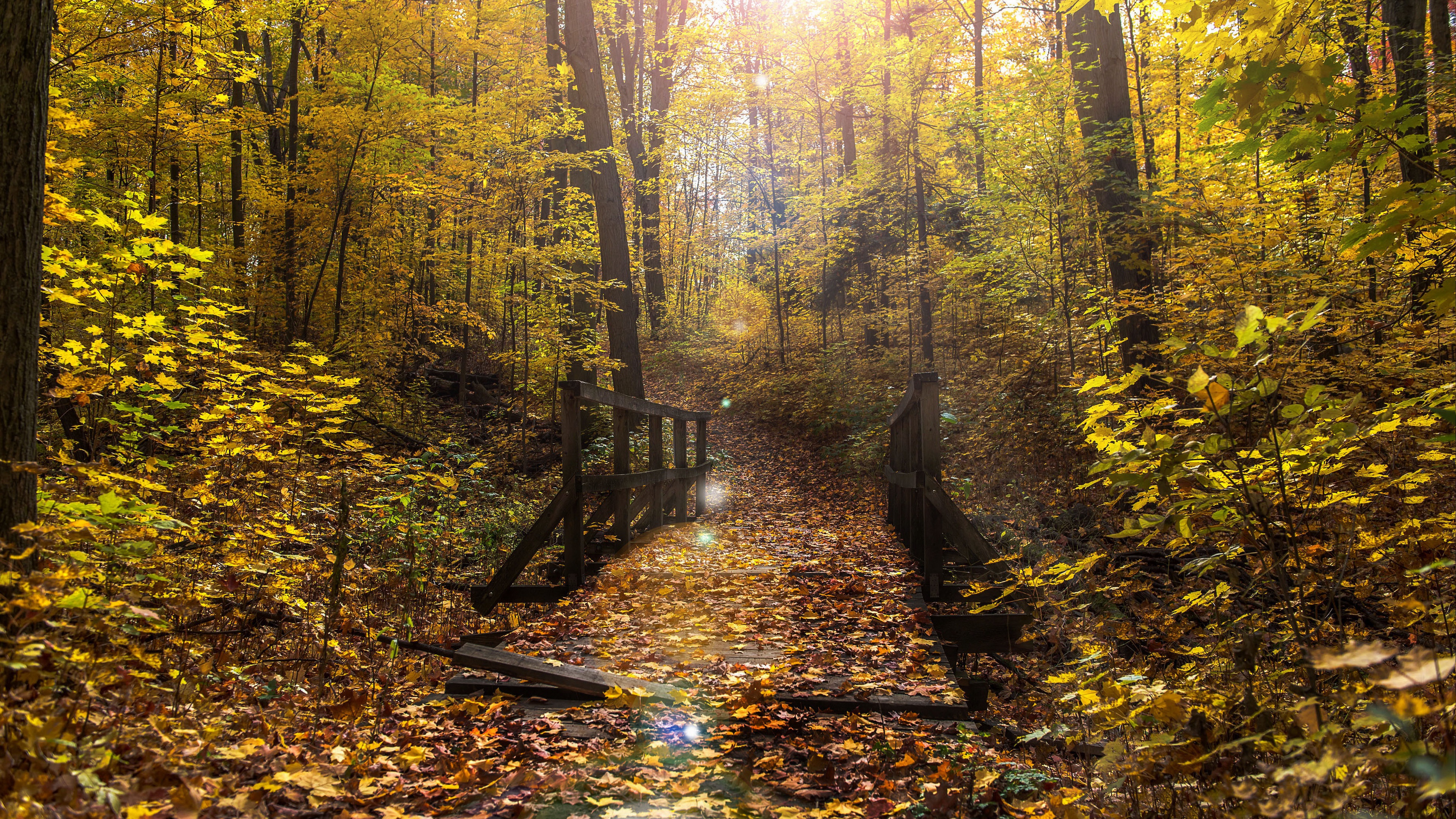 Photography Fall 4K Forest Bridge HD Wallpaper
