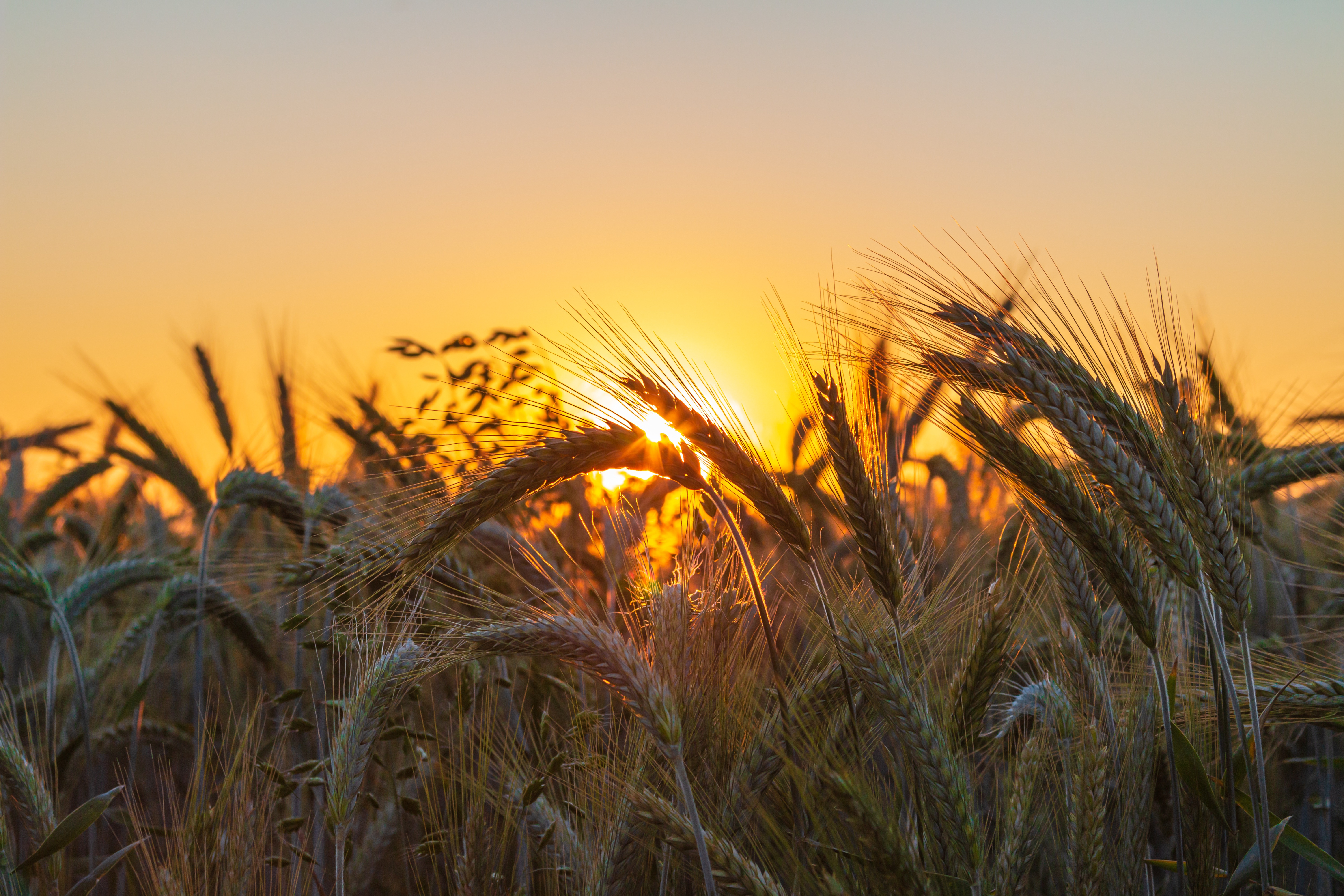 Wheat field at sunset 4K HD Wallpaper