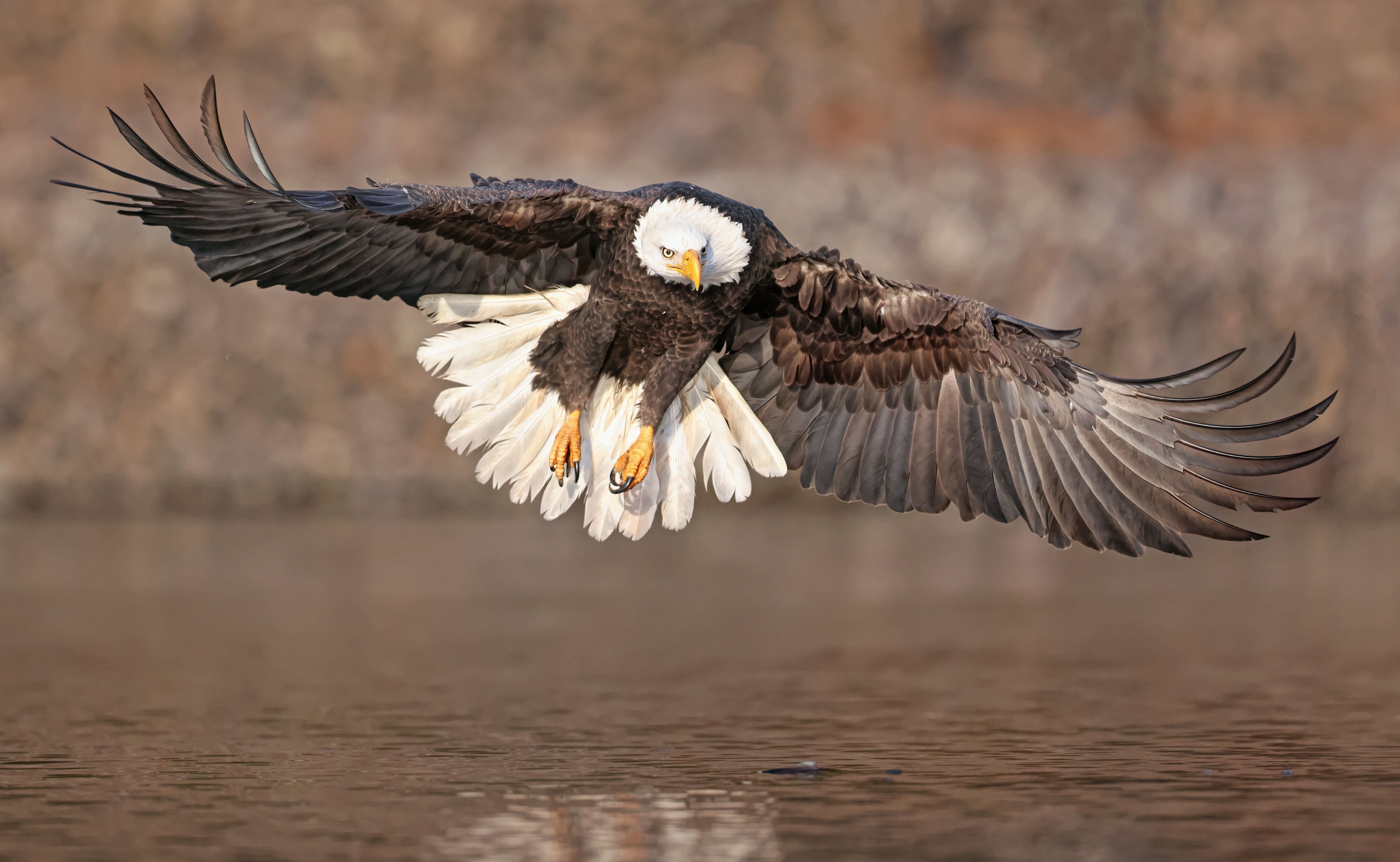 Bald Eagle in Flight Over Water HD Wallpaper