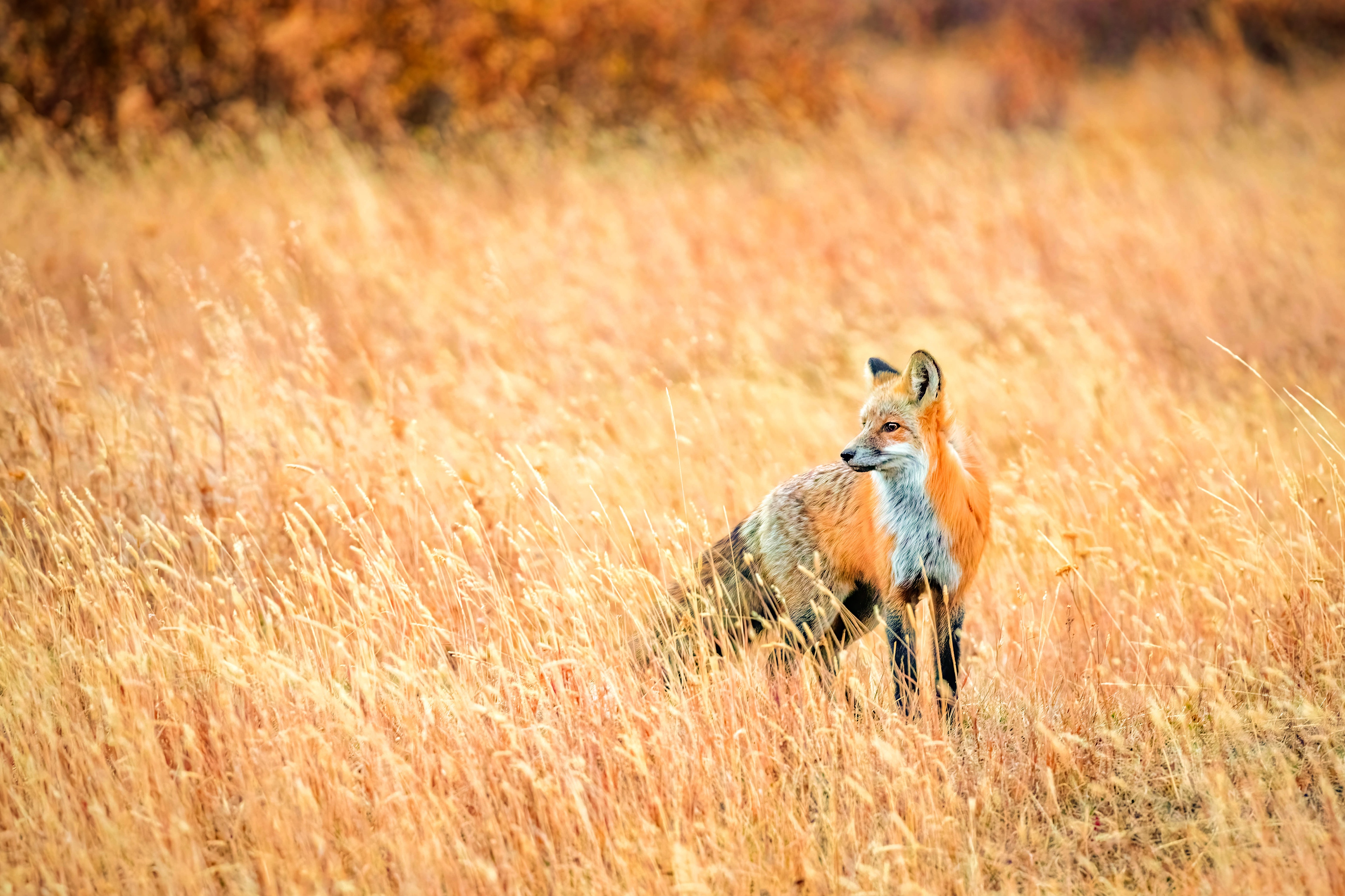 Red Fox in a Field of Tall Grass HD Wallpaper