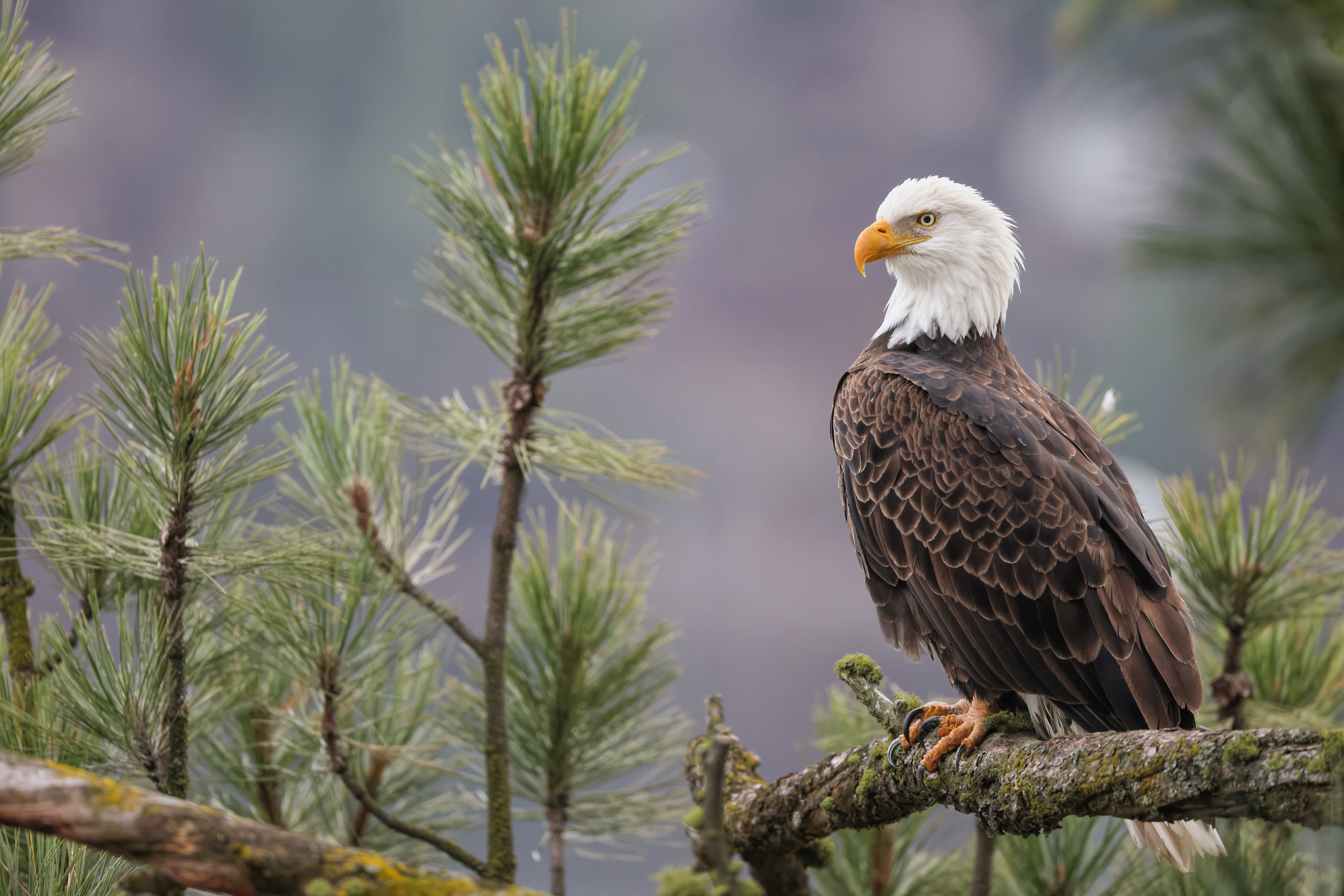 Bald Eagle perched on a pine tree branch HD Wallpaper