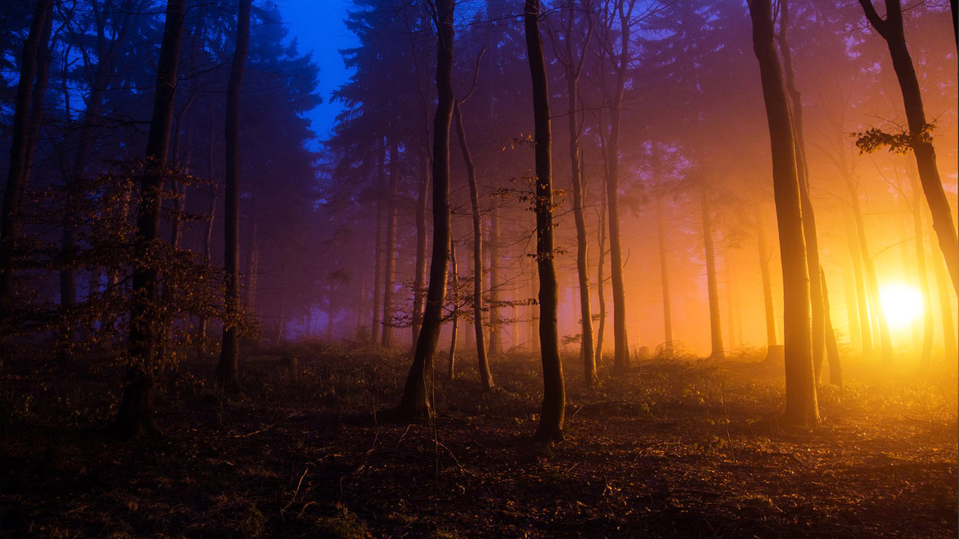 Misty forest at sunset with orange and blue light HD Wallpaper