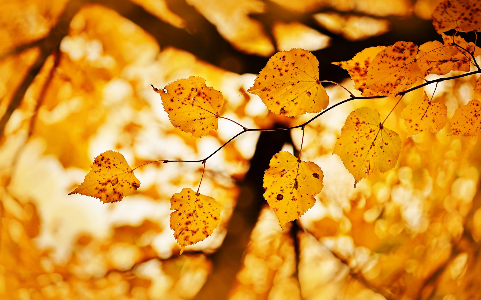Yellow autumn leaves on a branch HD Wallpaper