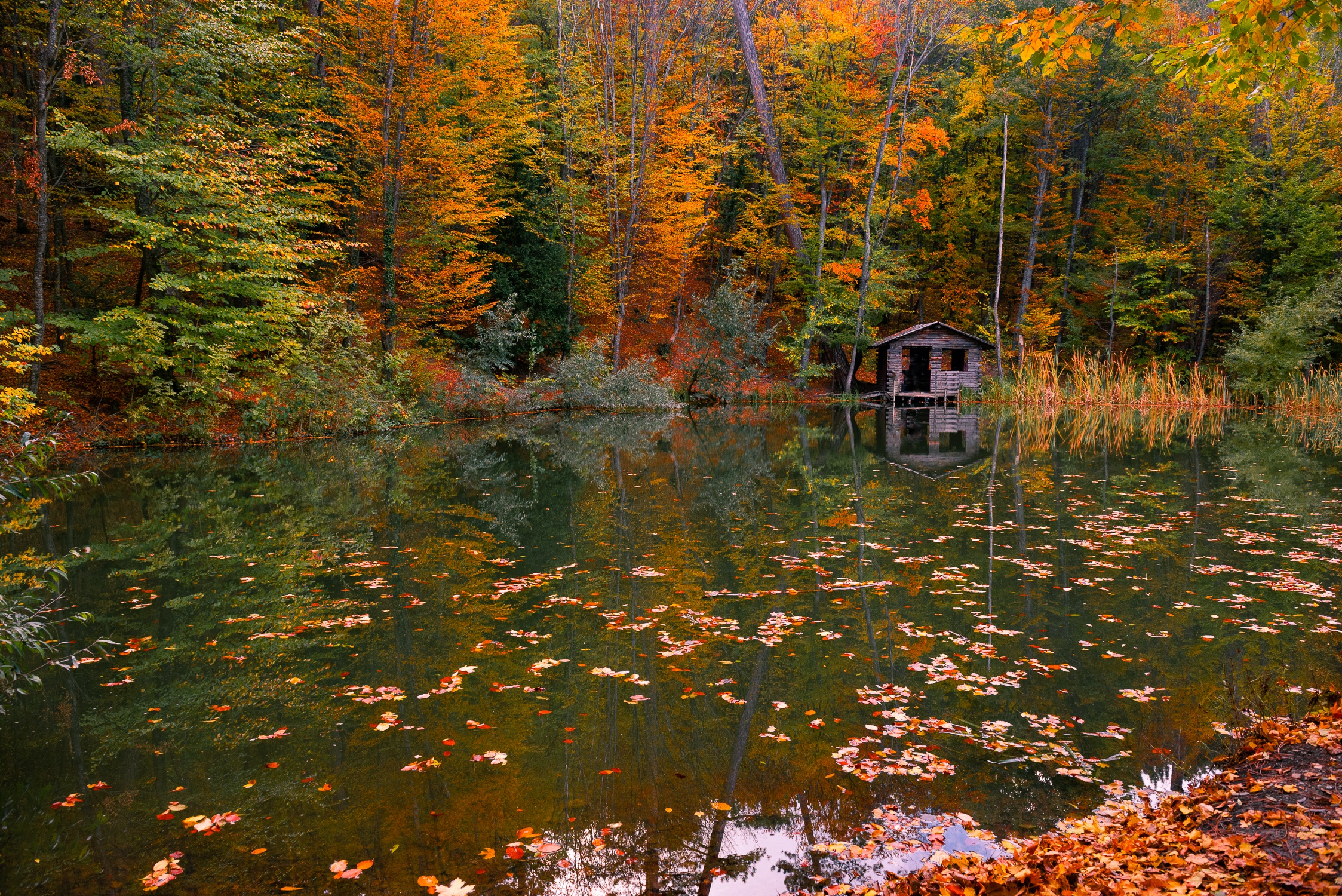 Wooden hut by a lake in an autumn forest HD Wallpaper