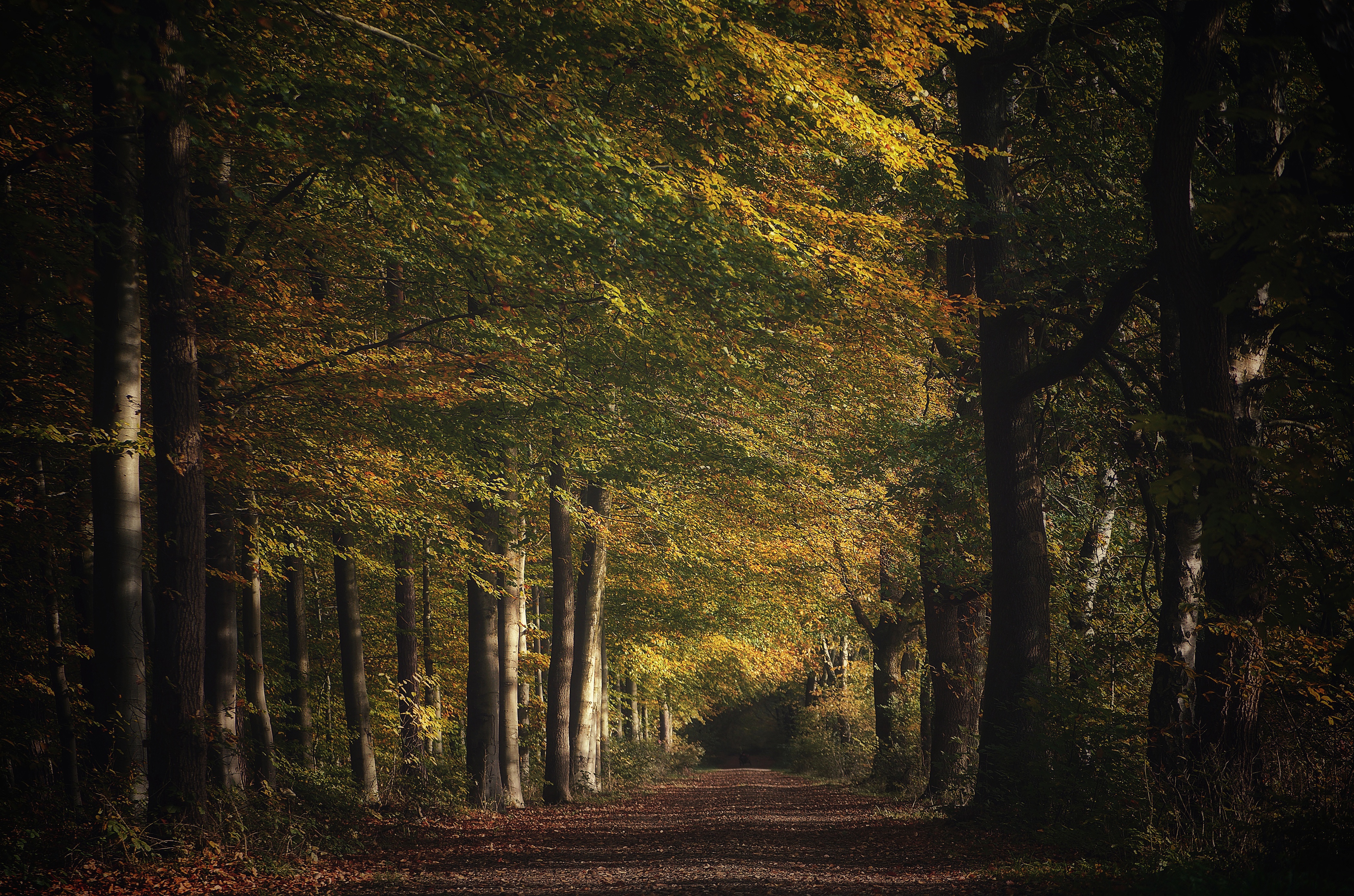 Forest path with autumn trees HD Wallpaper