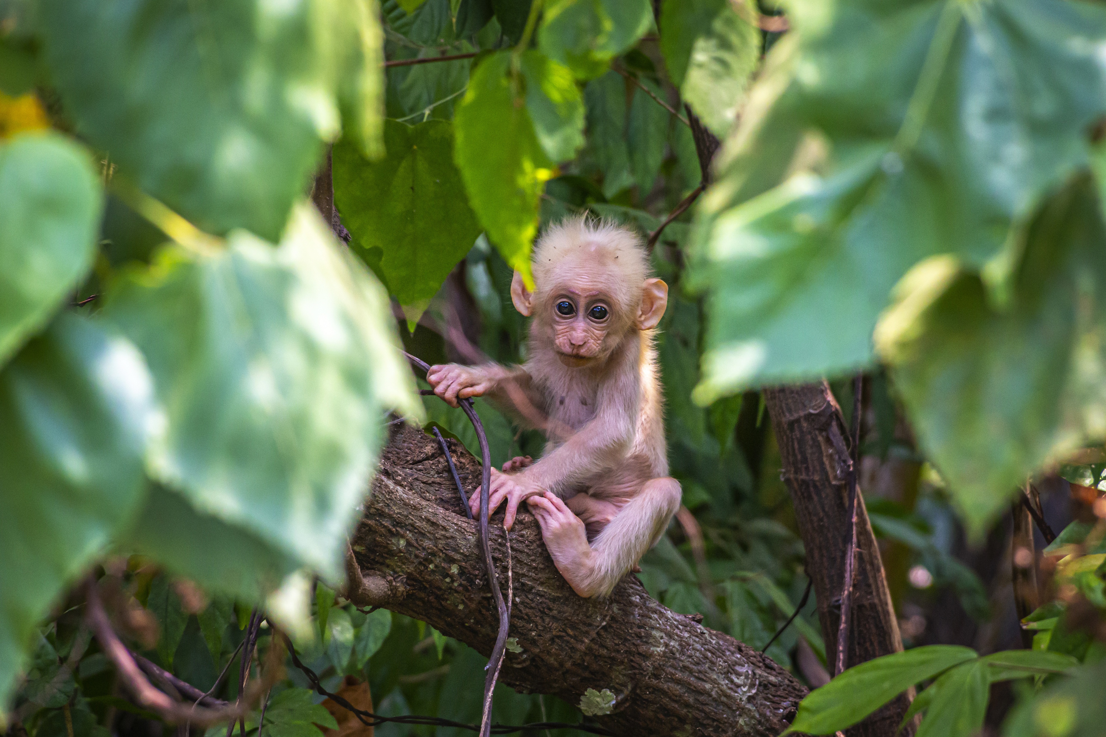 Albino baby stump-tailed macaque sitting on a tree branch HD Wallpaper
