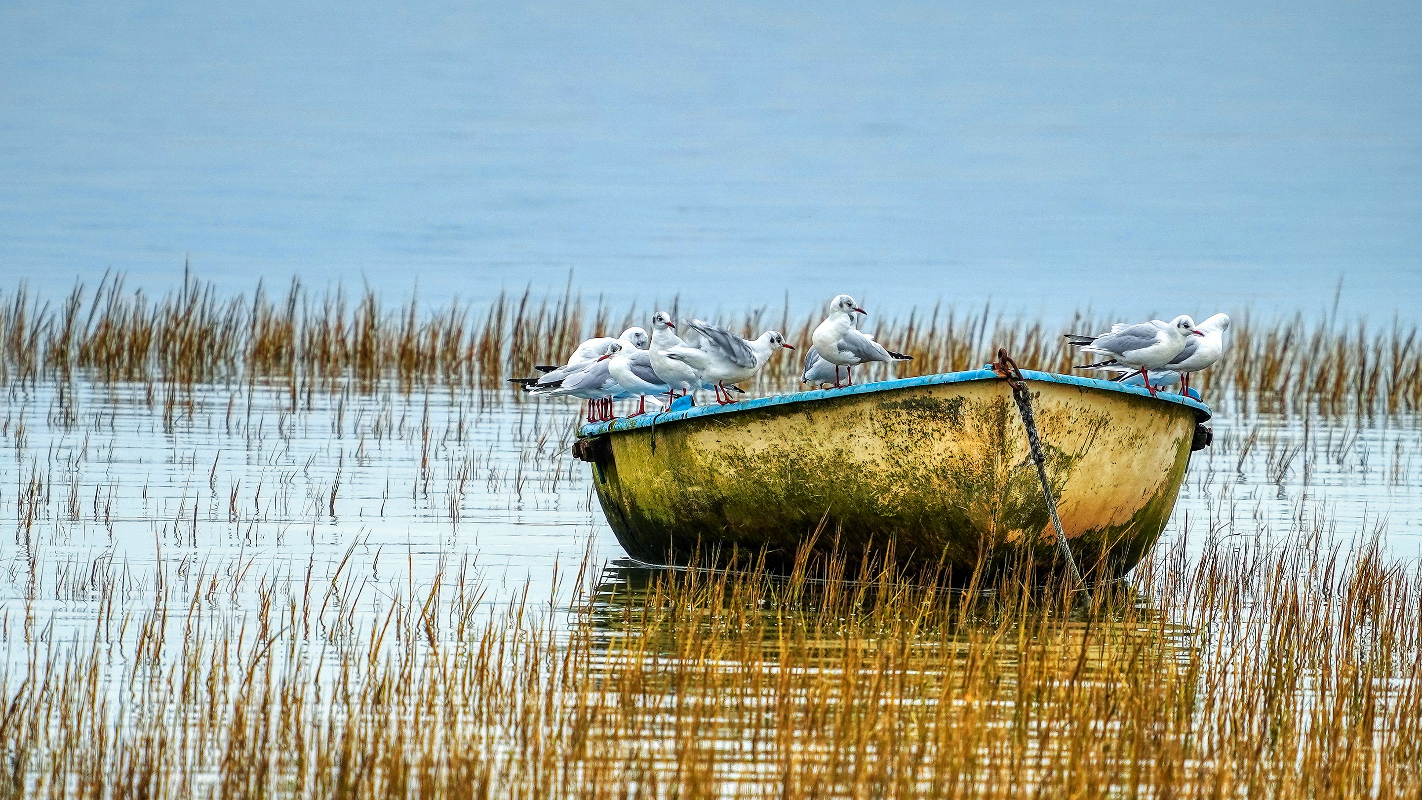 Seagulls resting on a weathered boat in reeds HD Wallpaper