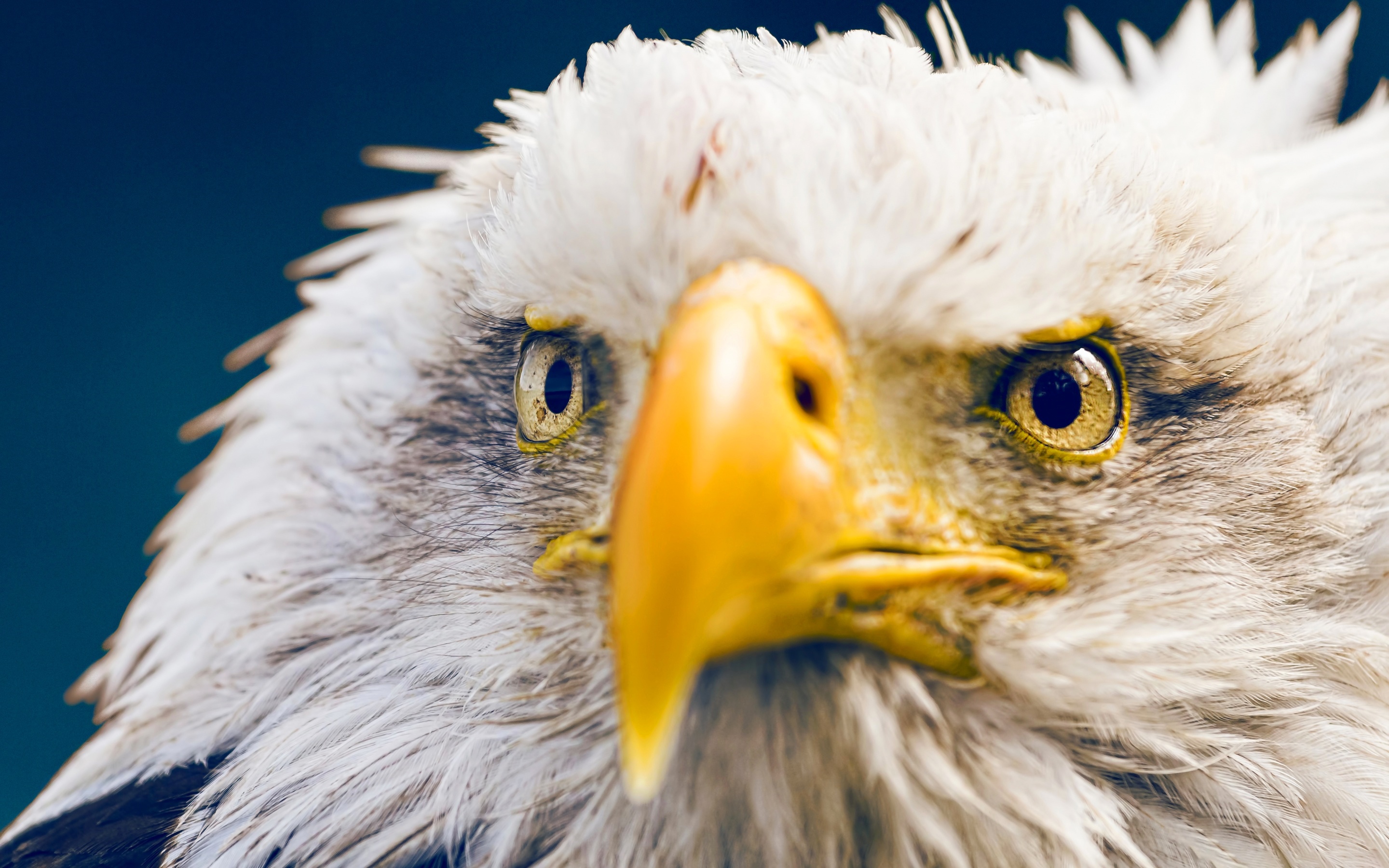 Close-up of a Bald Eagle's face HD Wallpaper