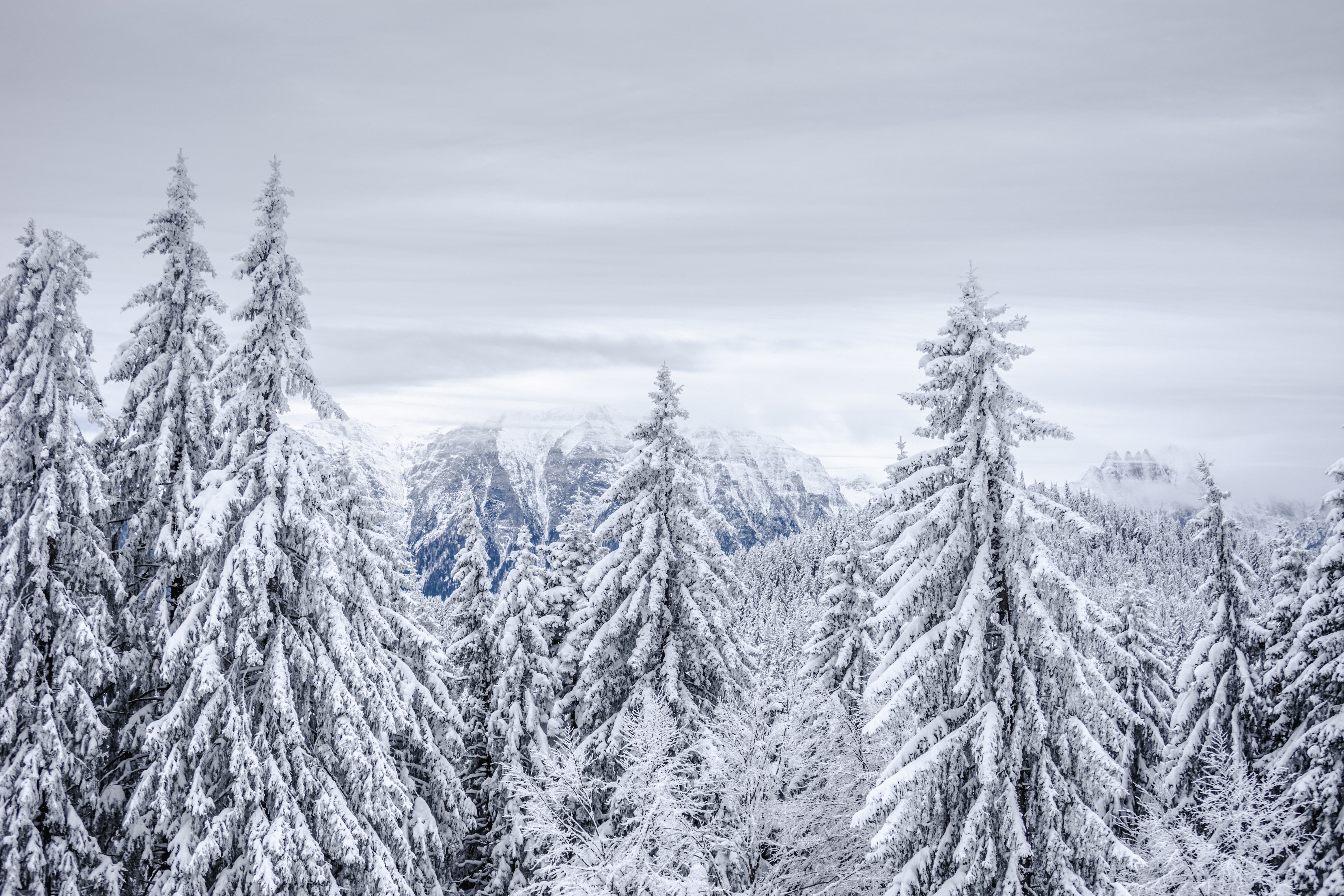 Snow-covered spruce forest with mountains in the background HD Wallpaper