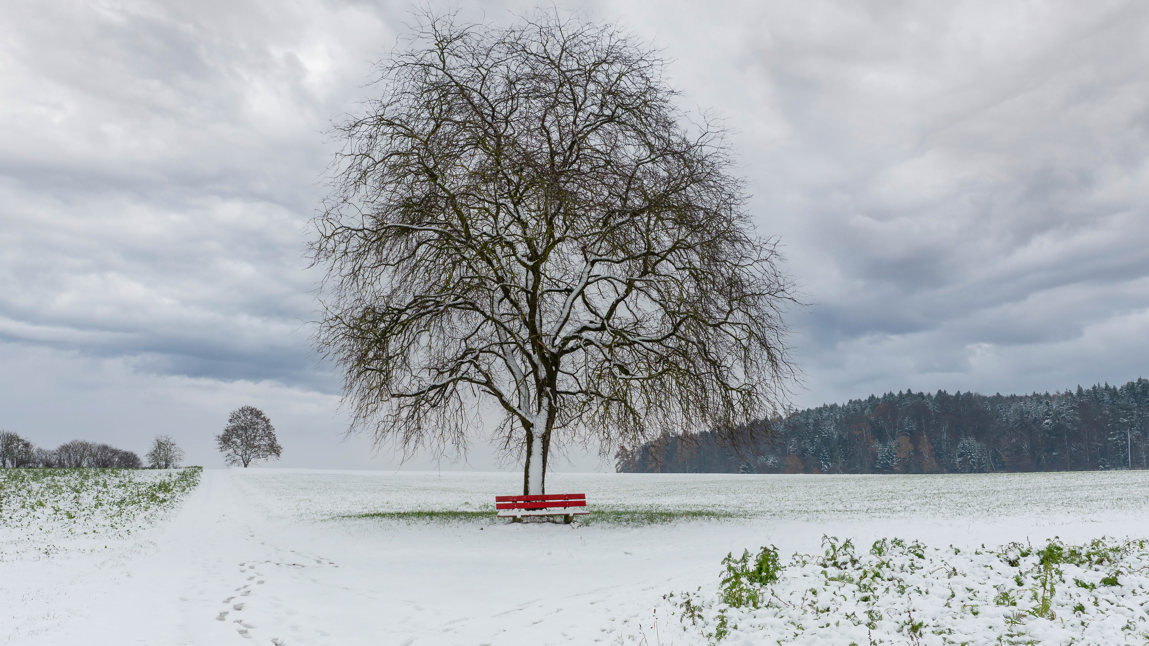 Winter field with a bare tree and red bench HD Wallpaper