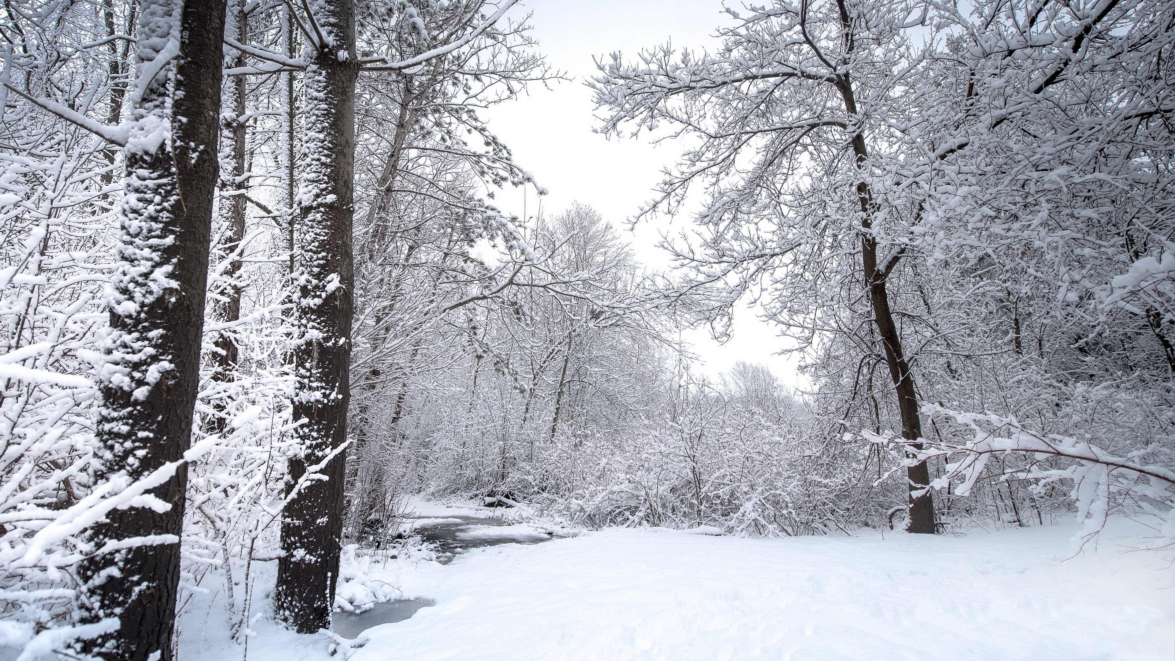 Winter forest with snow-covered trees and a stream HD Wallpaper