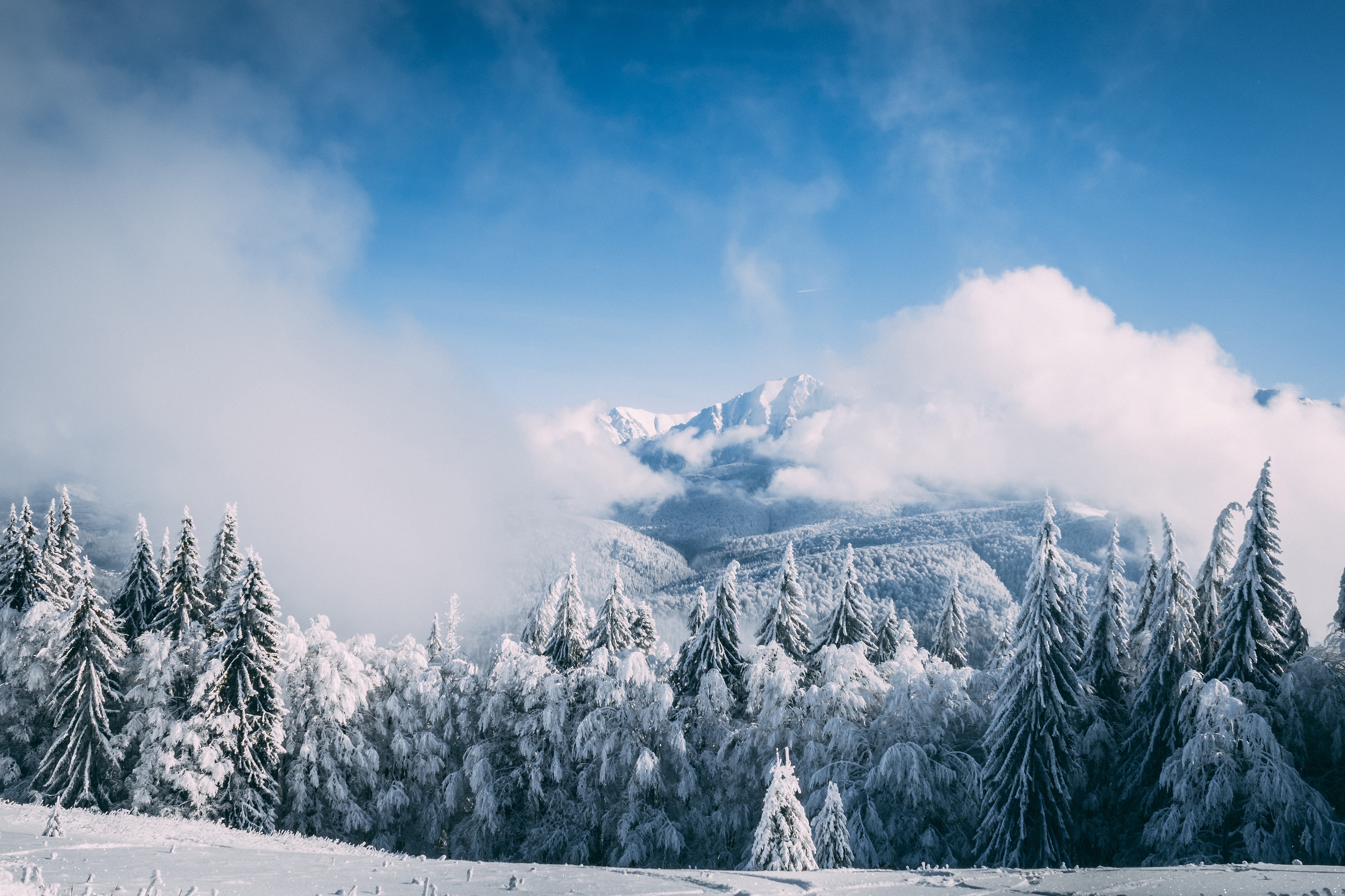 Winter mountain landscape with snow-covered fir trees and clouds HD Wallpaper