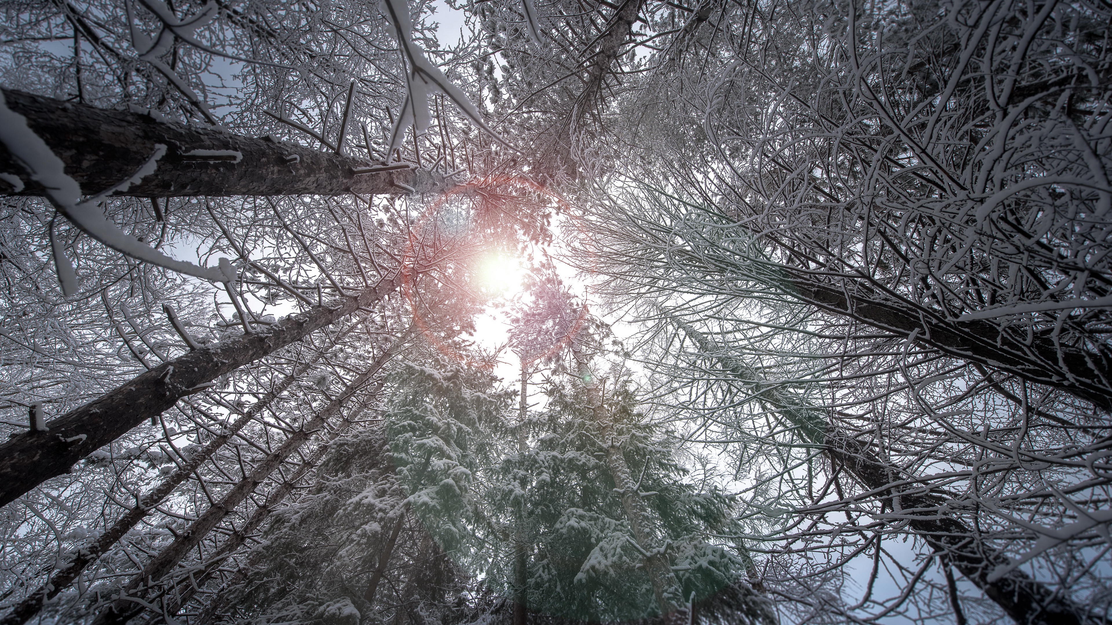 Forest 4K Nature Winter HD Wallpaper