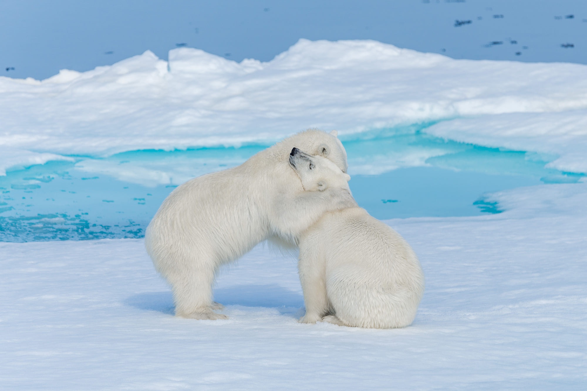 Two polar bears hugging on ice floe HD Wallpaper