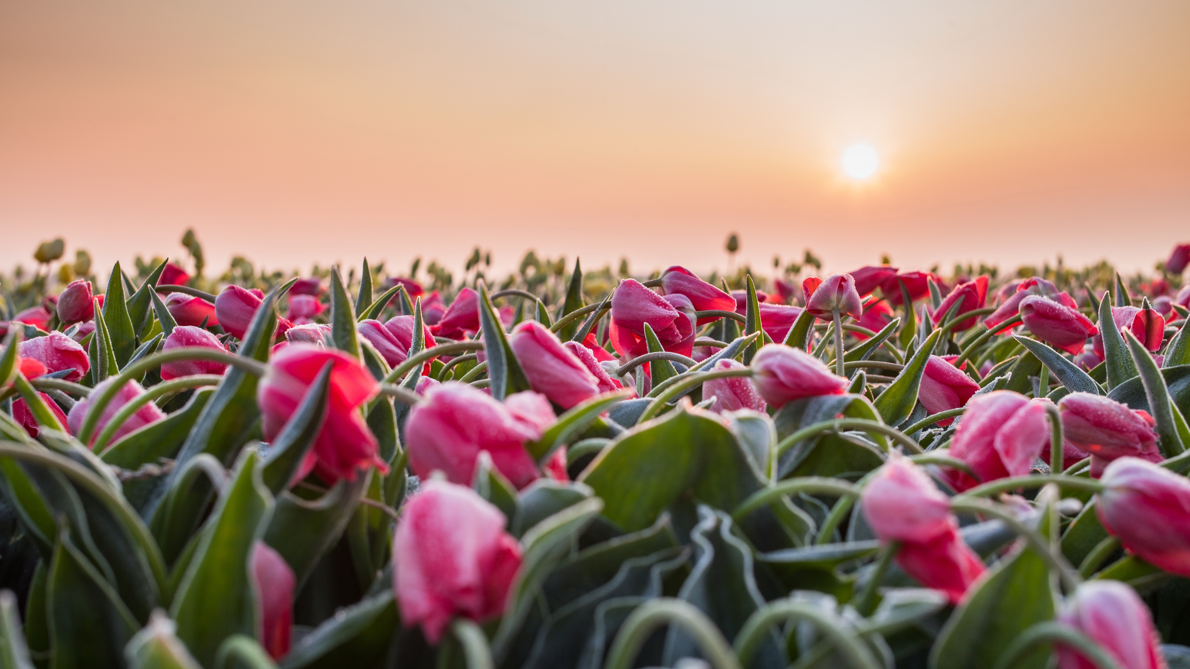 Pink Tulips Field at Sunset 4K HD Wallpaper