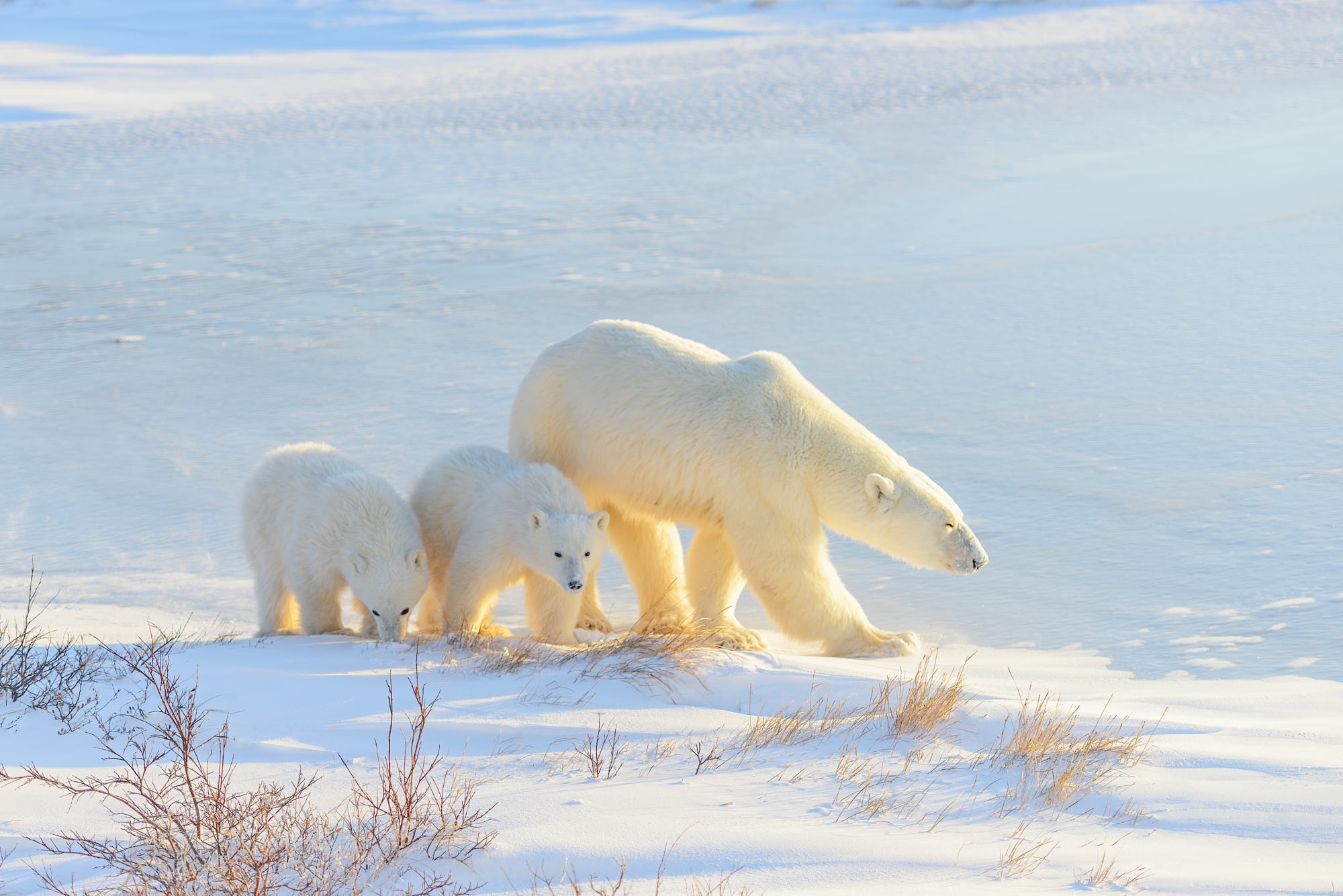 Polar Bear Mother and Cubs in Snowy Landscape HD Wallpaper