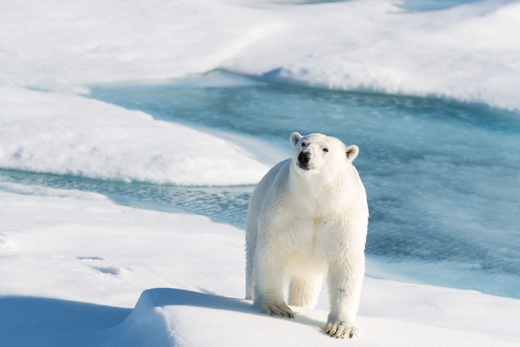 Polar Bear on Ice Floes HD Wallpaper