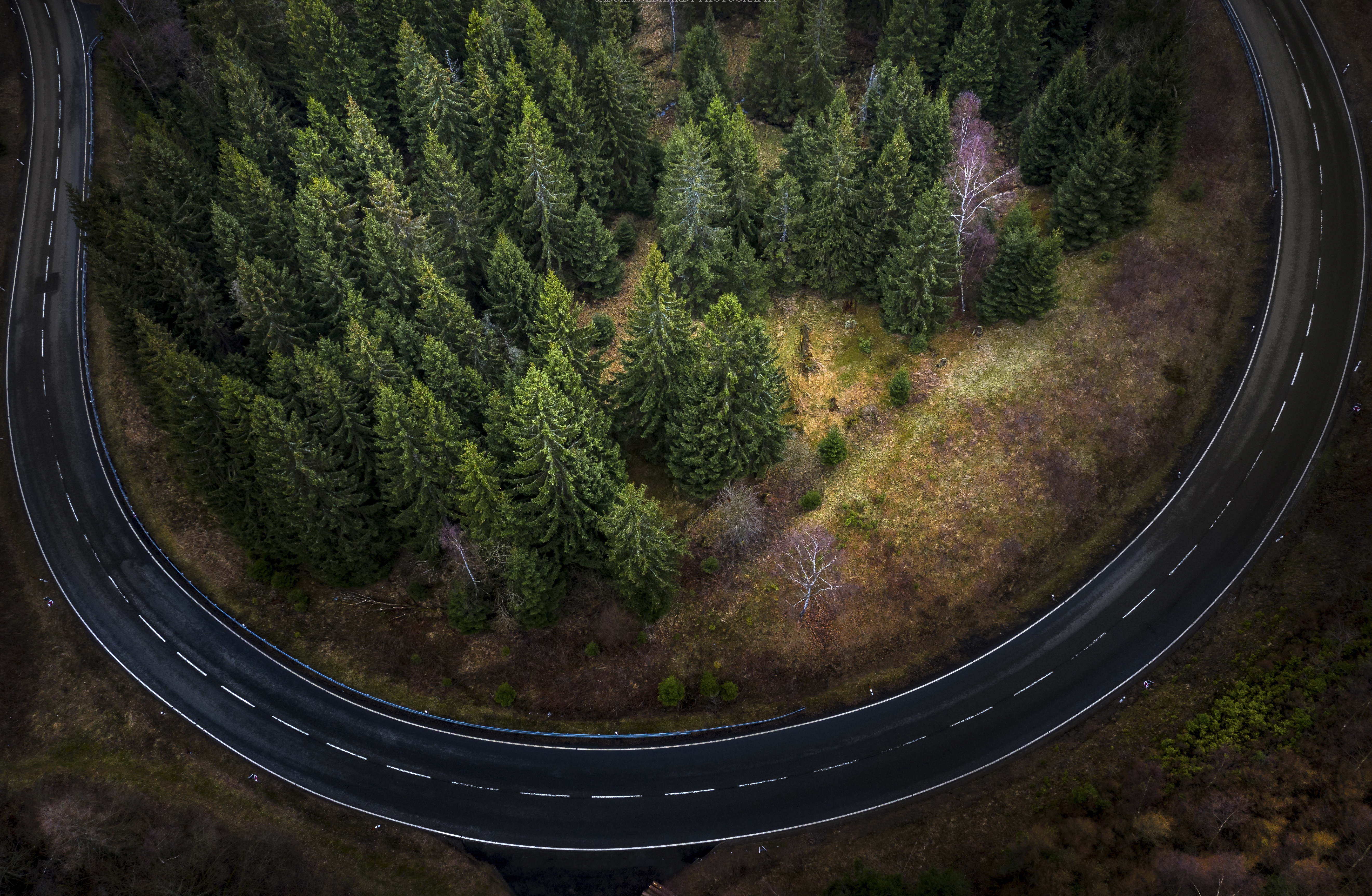 Aerial View of Fir Tree Forest and Curved HD Wallpaper