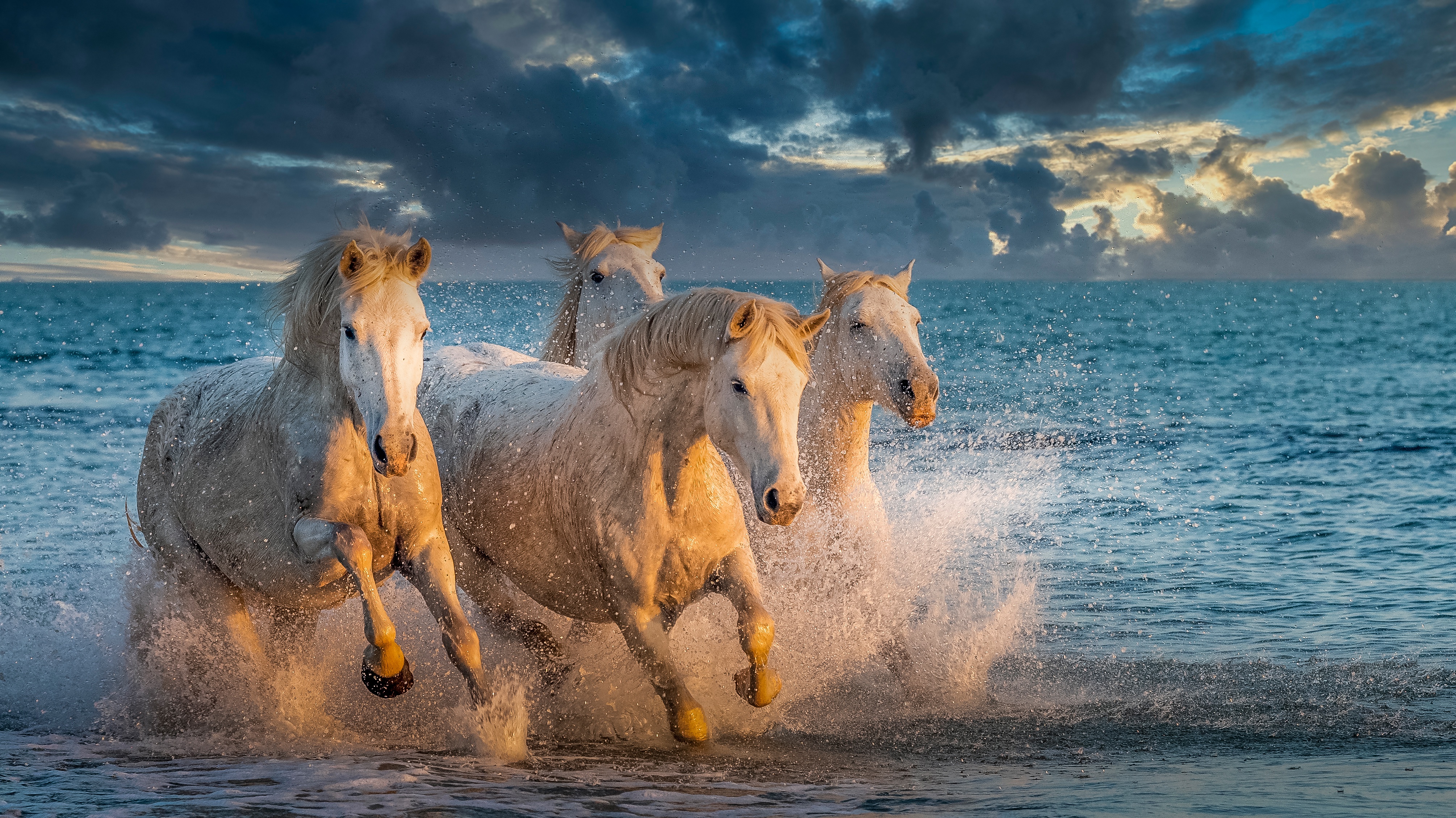 Four white horses running in the ocean HD Wallpaper