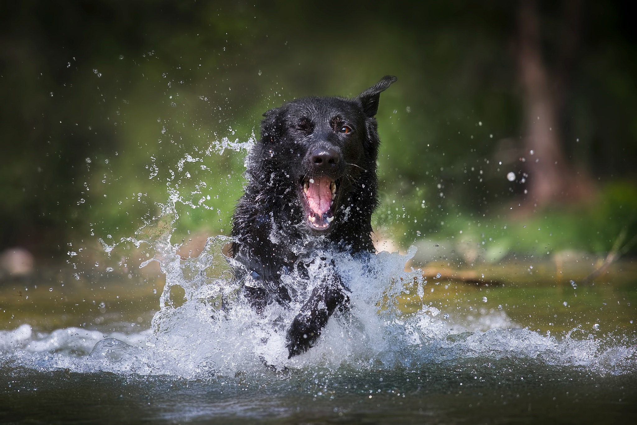 Black German Shepherd splashing in water HD Wallpaper