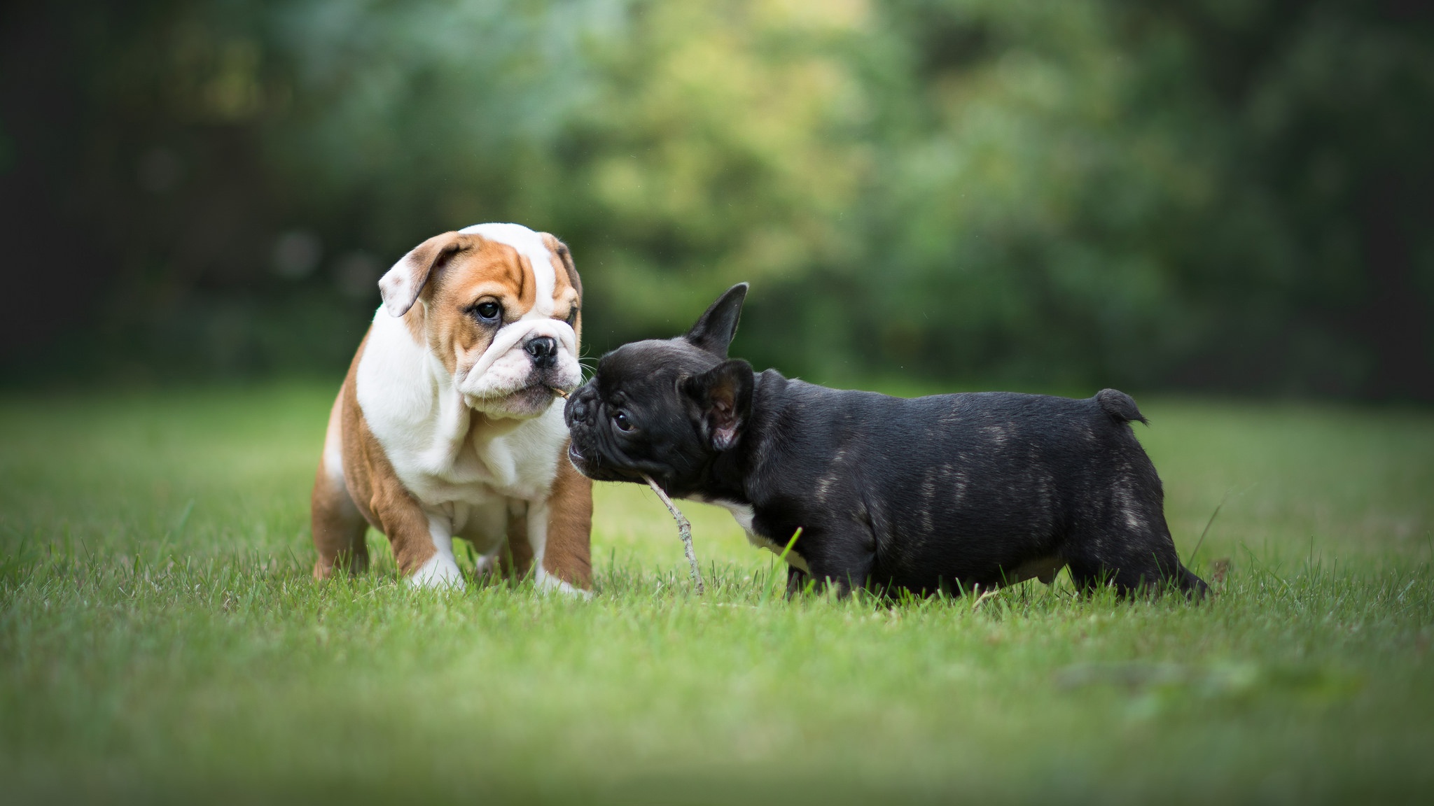 English Bulldog and French Bulldog puppies on grass HD Wallpaper