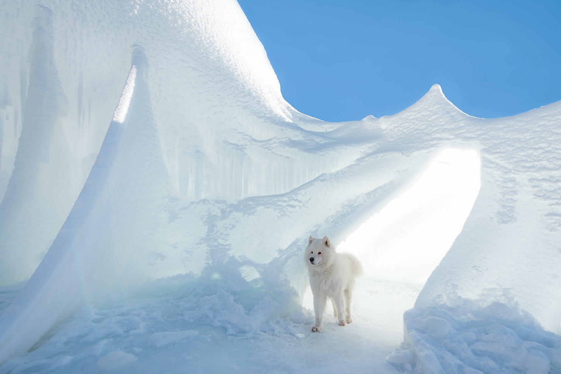 White Samoyed dog in icy cave HD Wallpaper