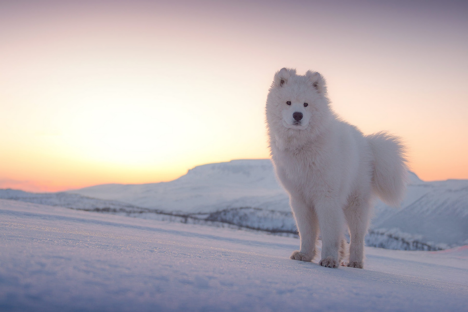 Samoyed dog standing in a snowy landscape at sunset HD Wallpaper