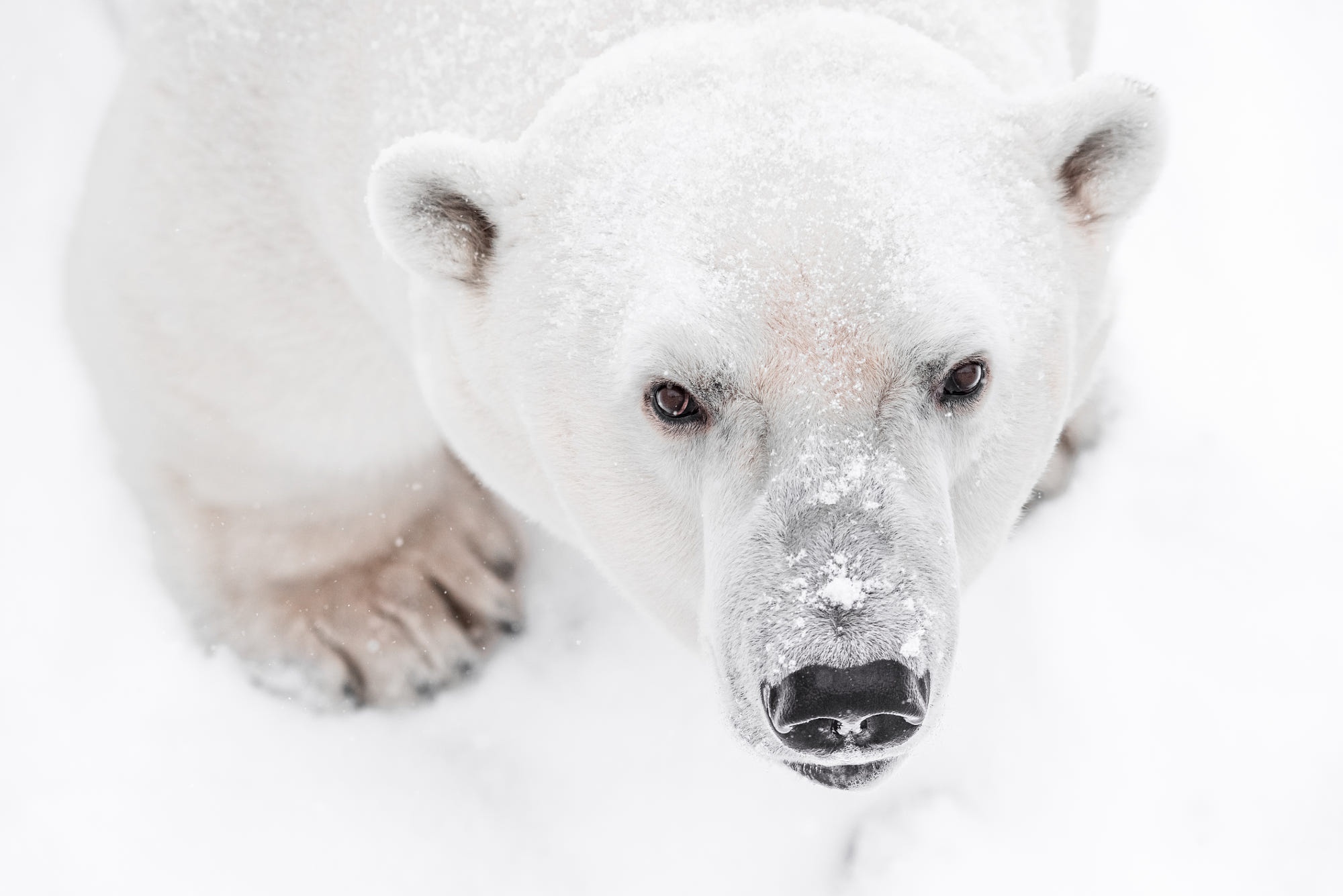 Polar Bear in Snow HD Wallpaper