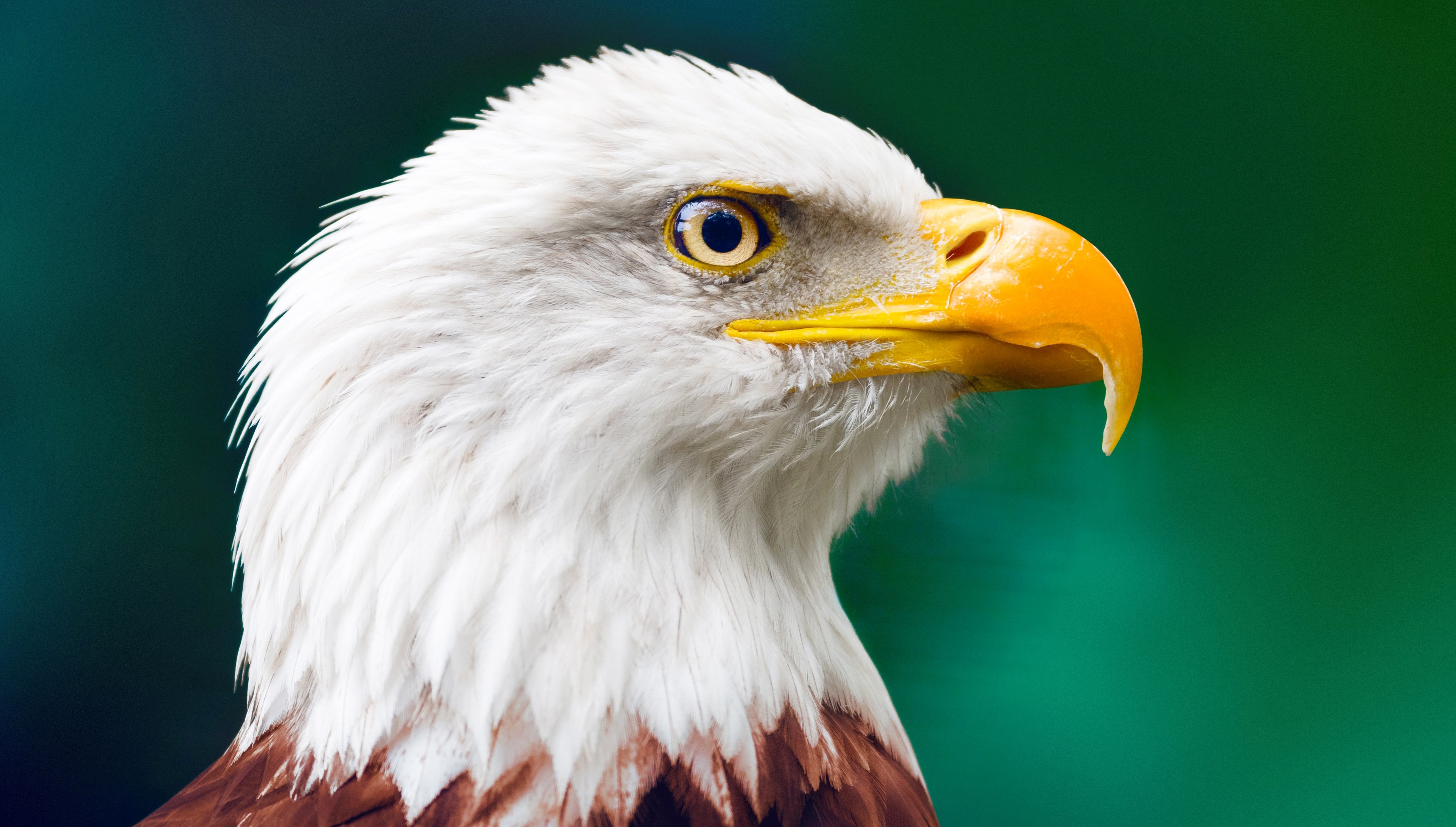 Bald Eagle 4K Wildlife Bird Of Prey HD Wallpaper