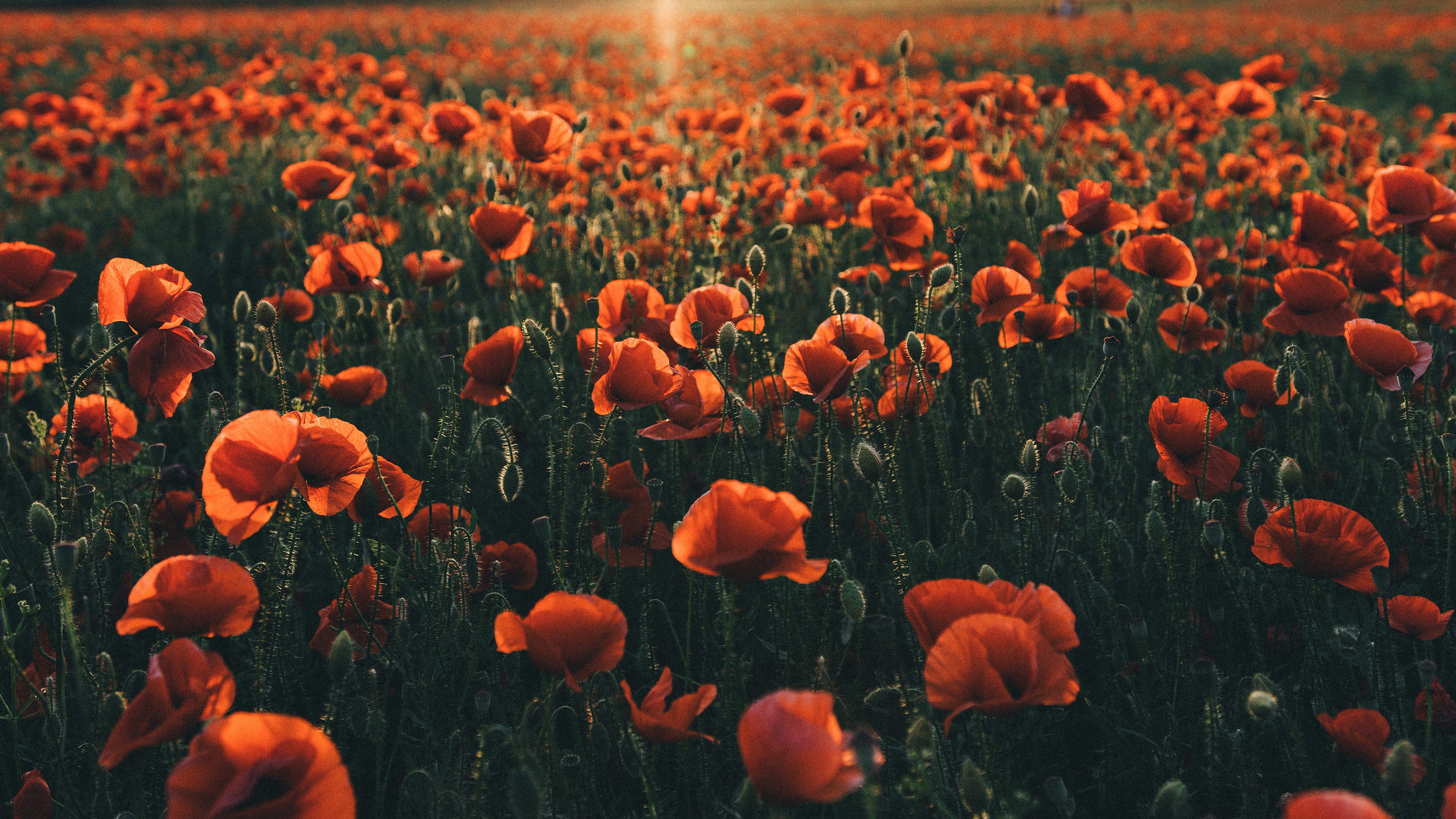 Field of Red Poppies in Sunlight 4K HD Wallpaper