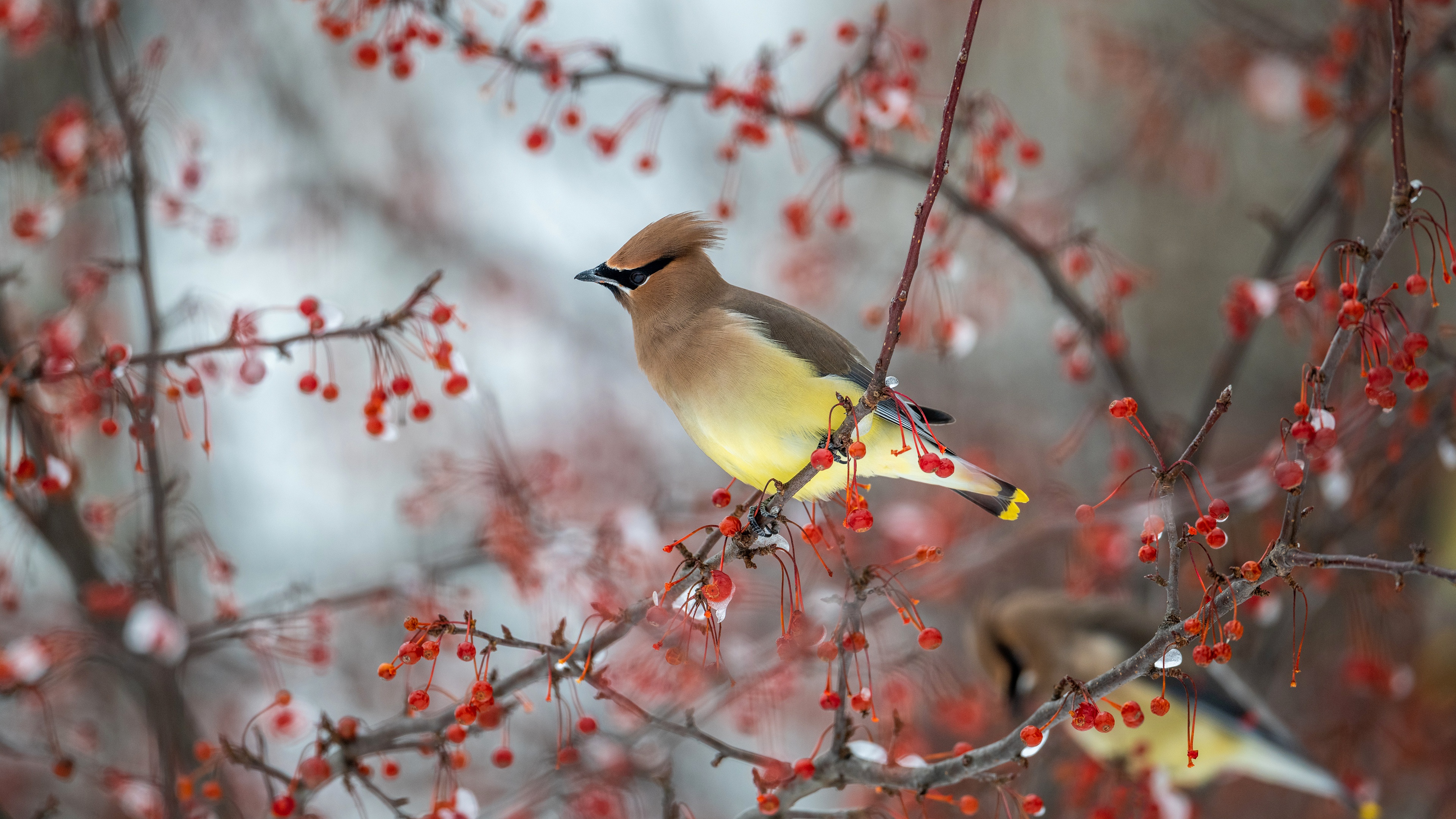 Cedar Waxwing bird on a branch with red berries HD Wallpaper