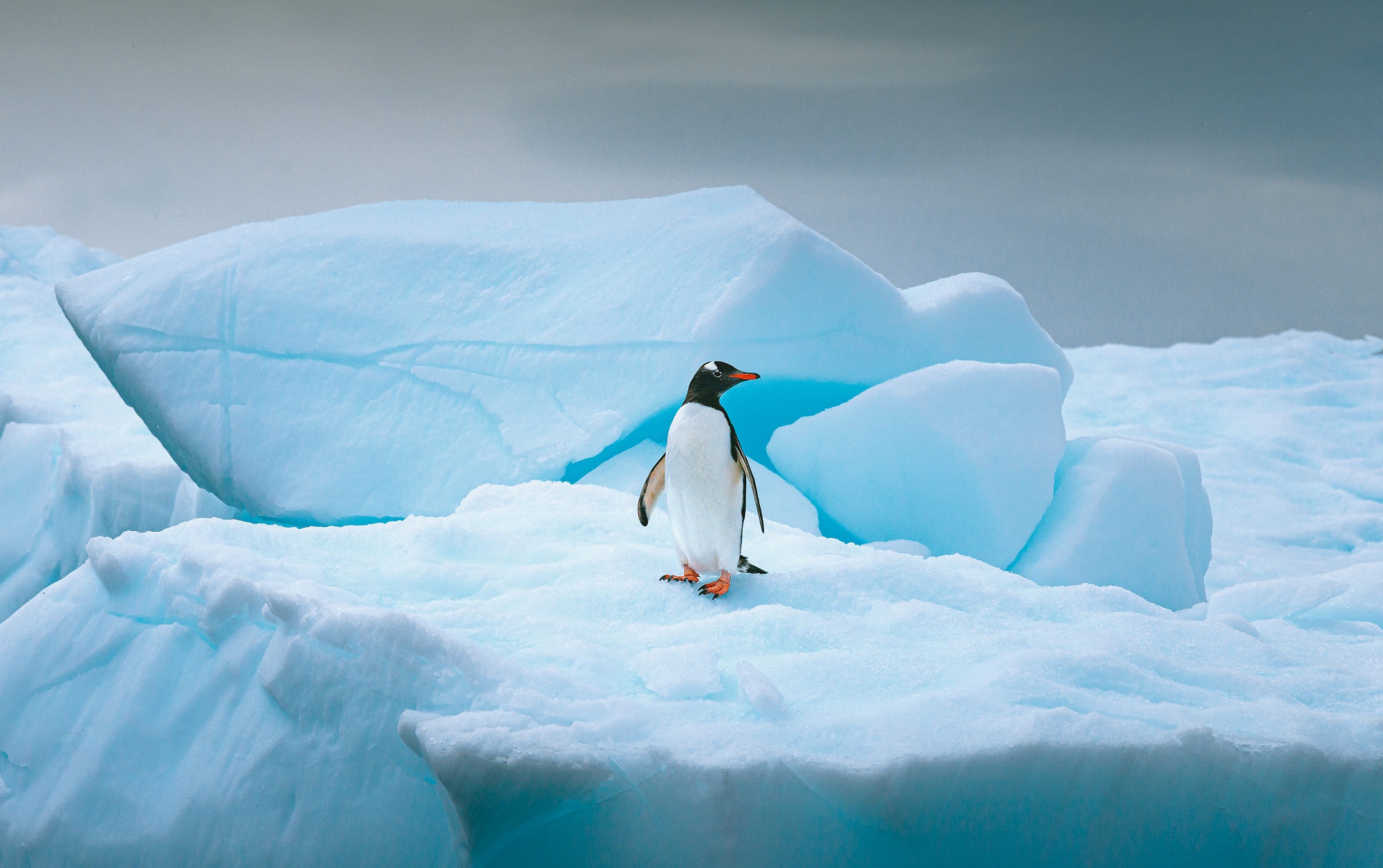 Gentoo Penguin on Iceberg HD Wallpaper