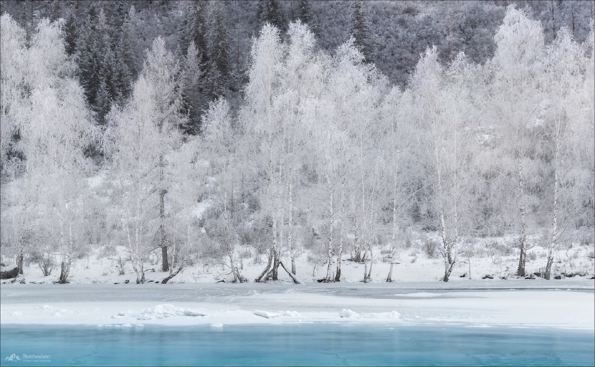 Winter forest with snow-covered trees and icy river HD Wallpaper