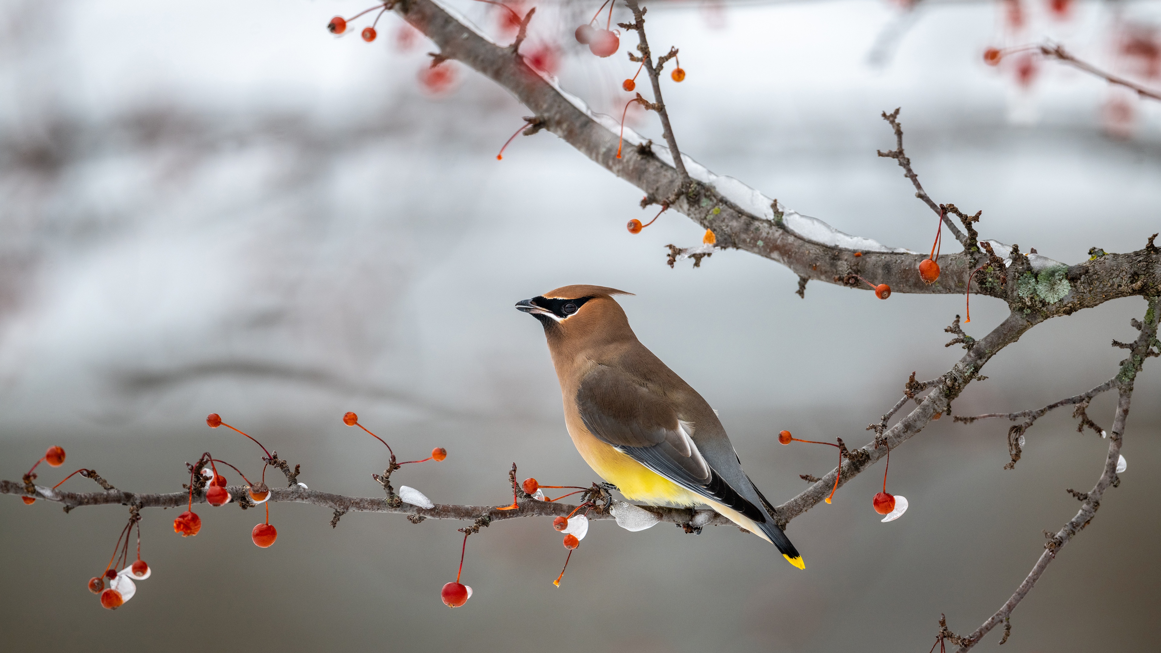Cedar Waxwing on a branch with berries HD Wallpaper