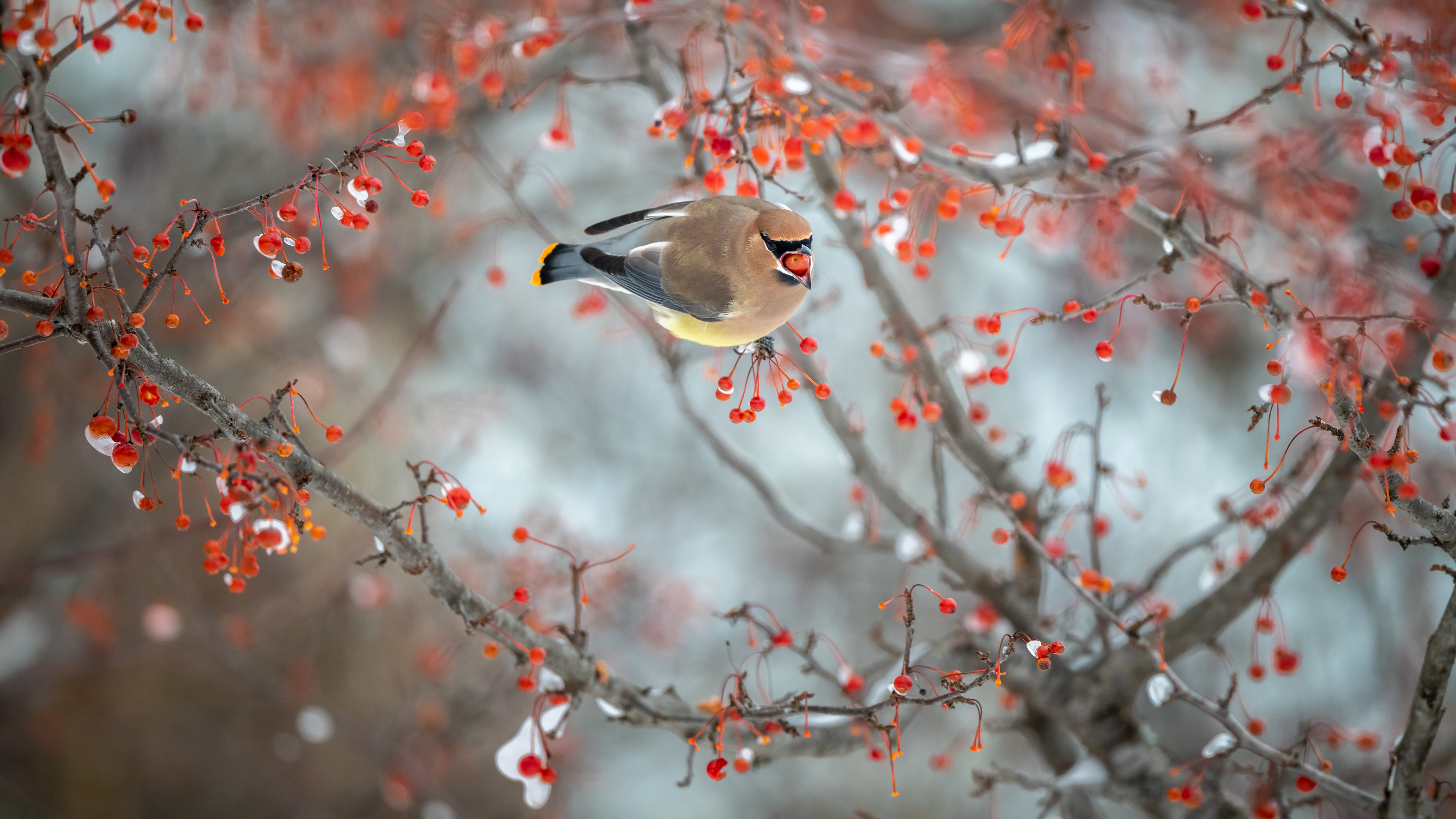 Cedar Waxwing Bird Eating Berries on a Branch HD Wallpaper