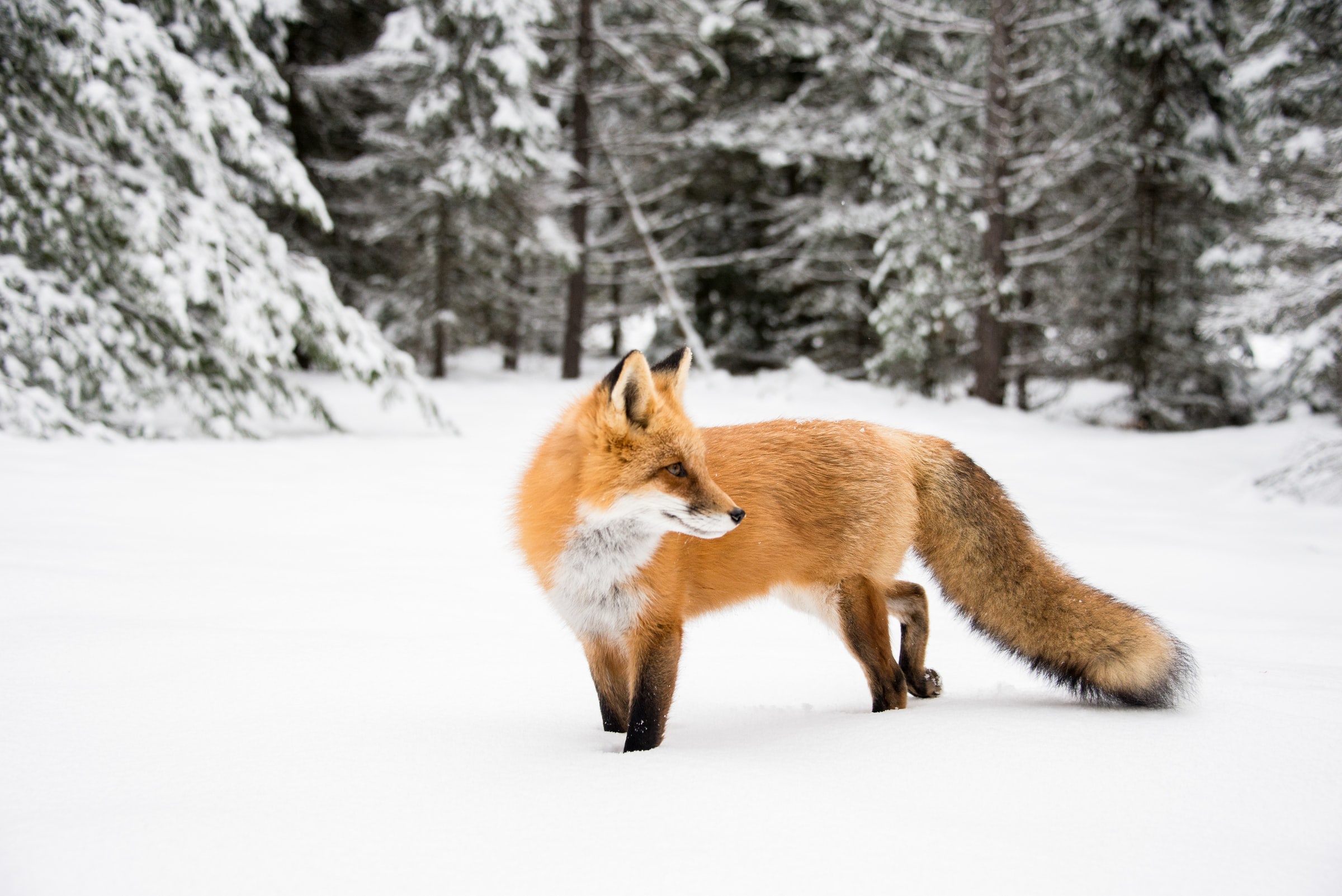 Red fox standing in a snowy forest HD Wallpaper